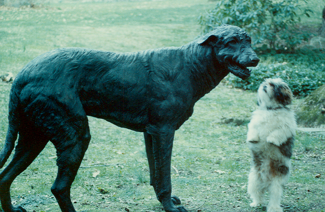 Irish Wolfhound and Dog