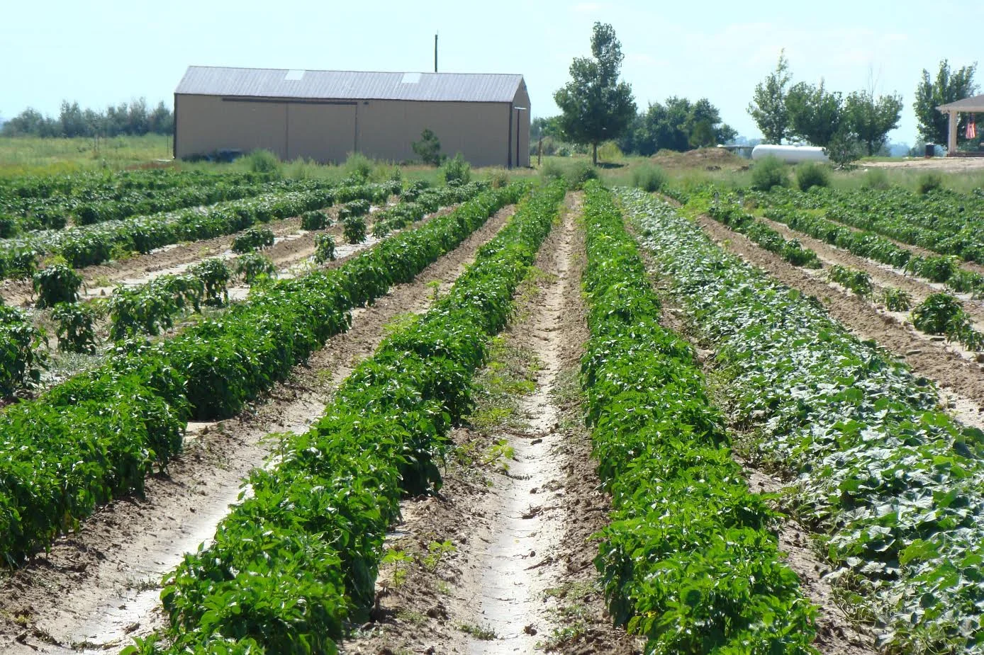 harvest 2.jpg