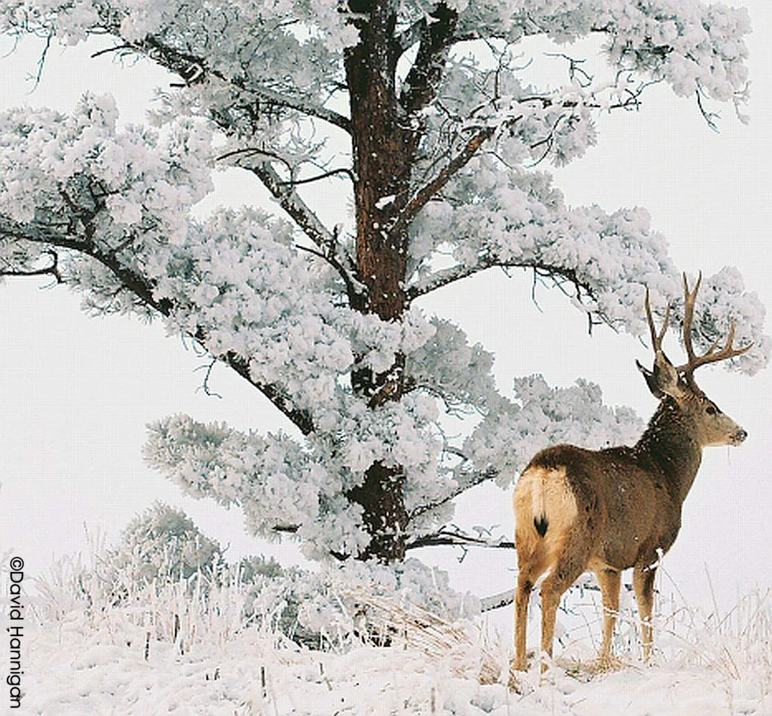 Funding Opportunities Early May