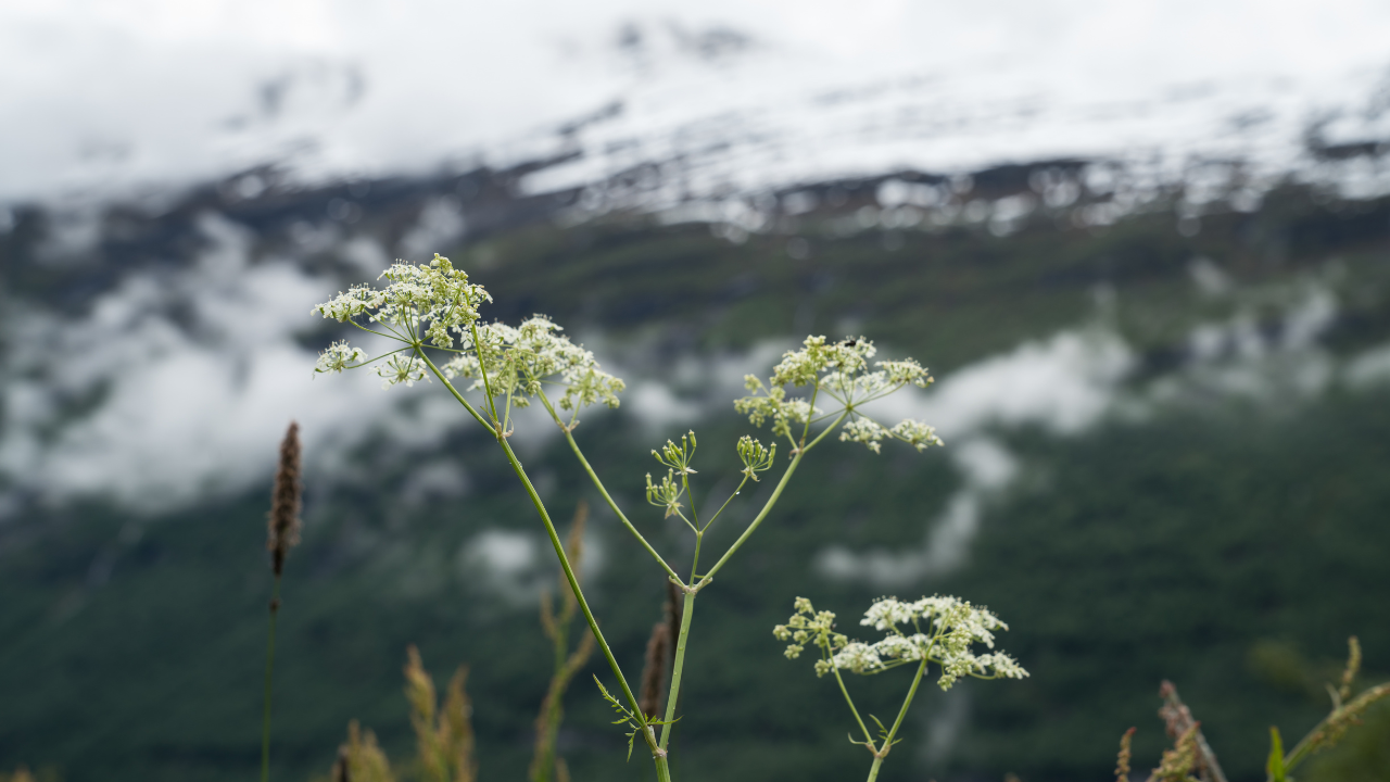 Announcements Early April