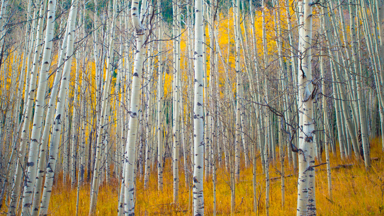 Funding Opportunities Early October