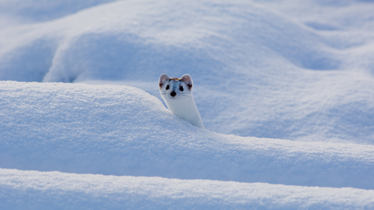Conferences &amp; Events Late January 