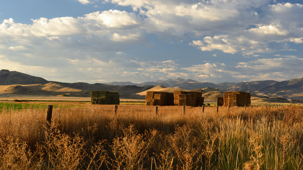 Conferences &amp; Events Early August