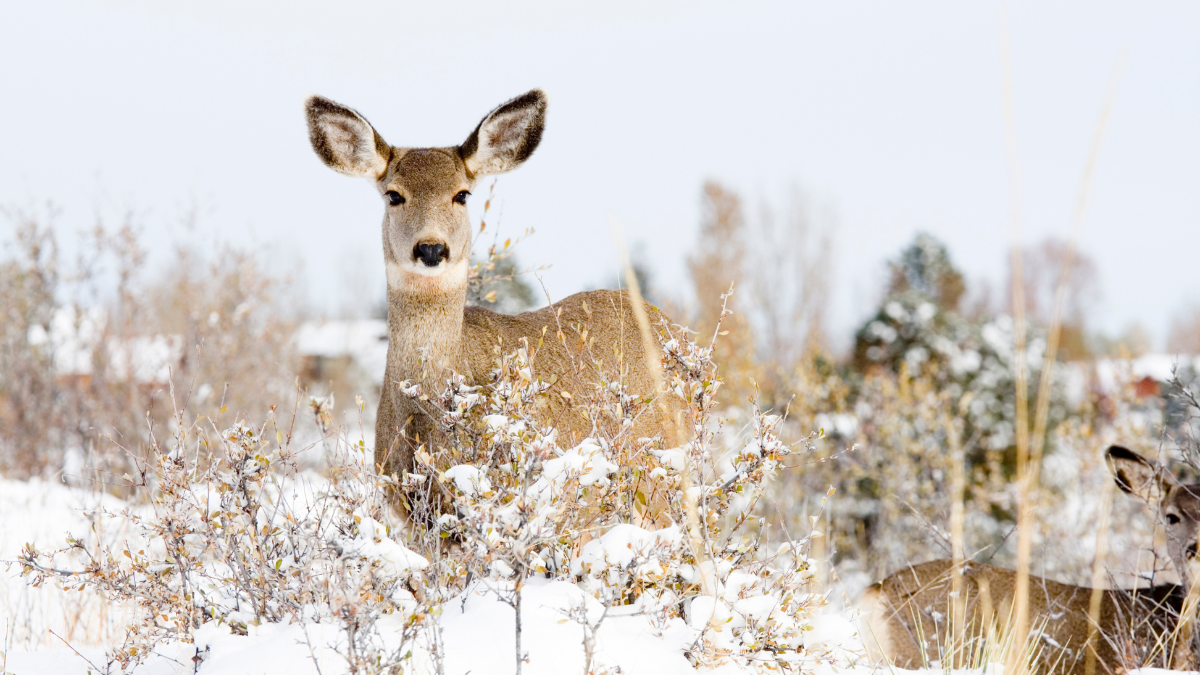 Funding Opportunities Early February