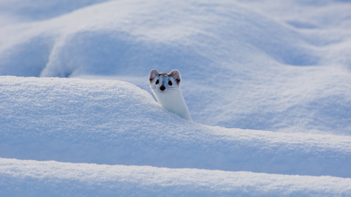 Announcements Late February