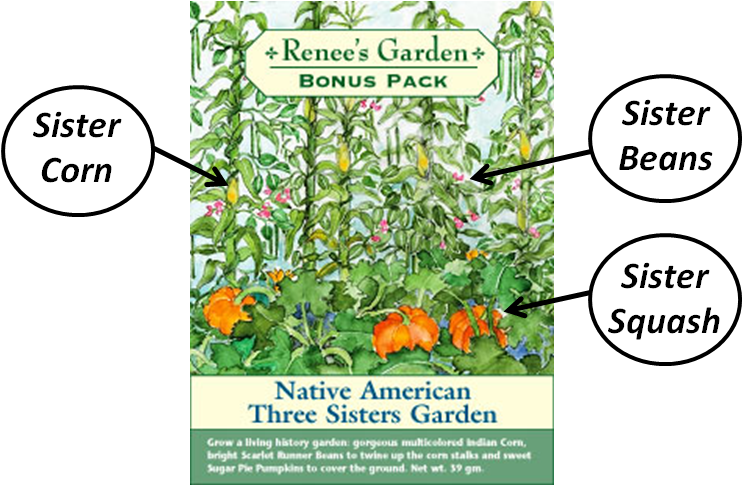 Click to visit the website Renee's Garden , where you can learn to plant your own Three Sisters garden next spring!