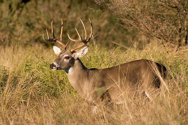 Deer meat is available in the fall.