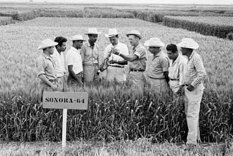 Mexican wheat farmers (with a couple of American scientists) in the northern state of Sonora, Mexico