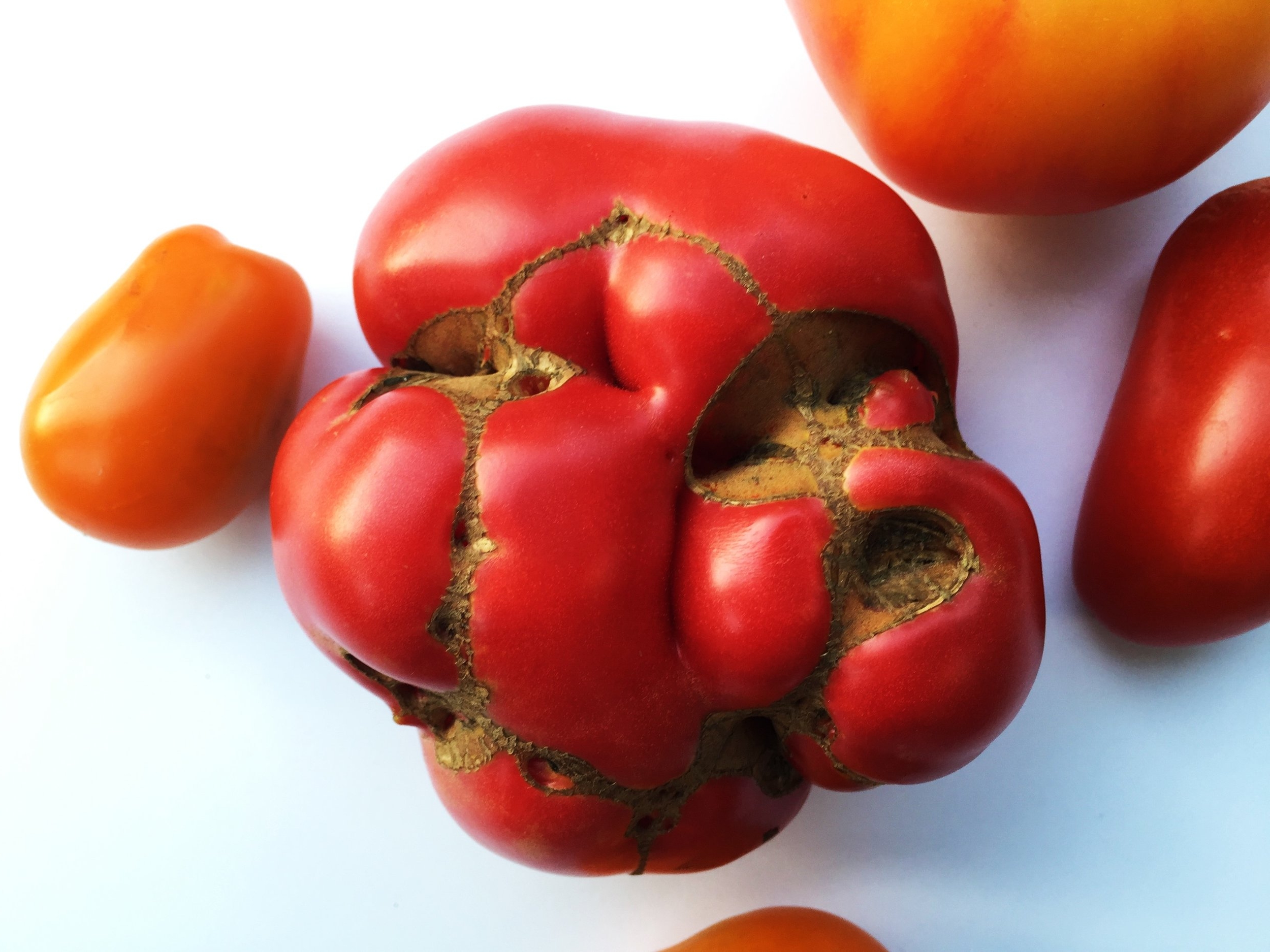 This tomato from my CSA might not be considered "supermarket perfect" but it was perfectly delicious.