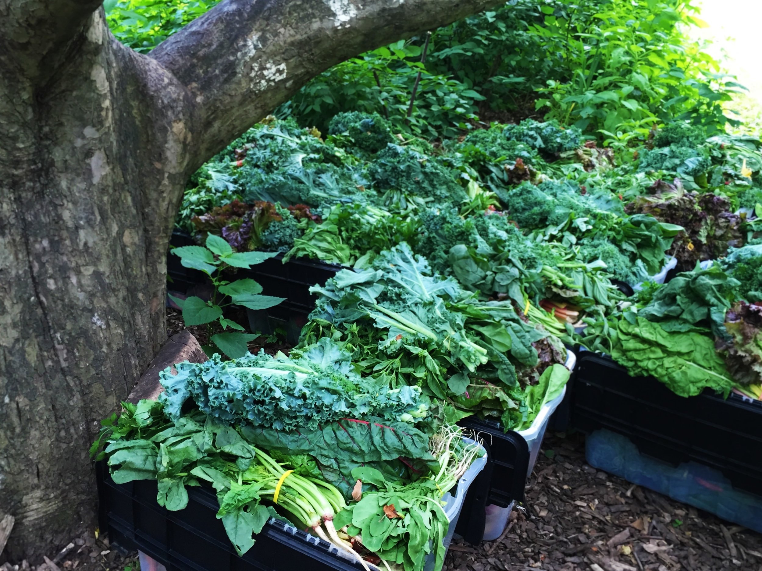 Bins ready for pickup at my CSA, keeping cool under the shade of a tree.