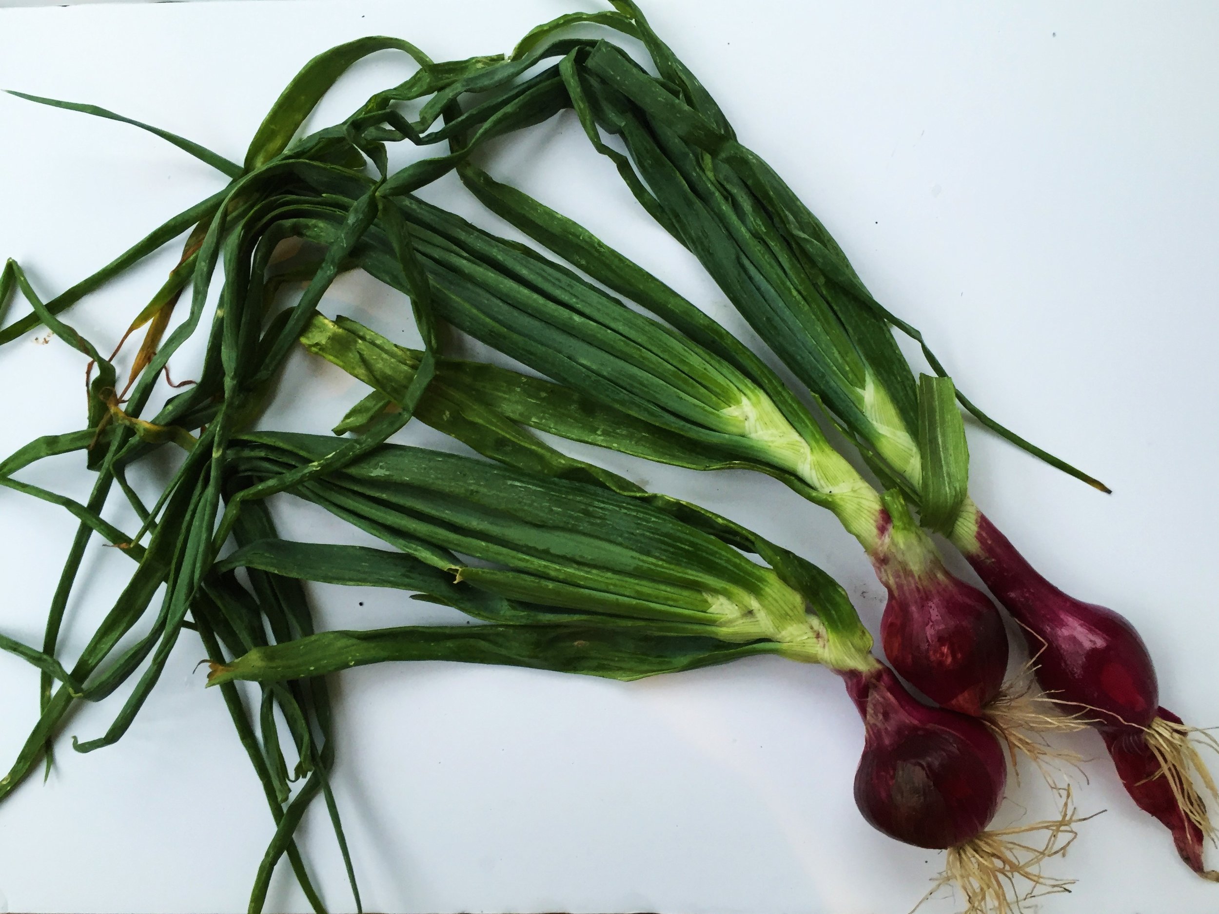 Red spring onions from my CSA.