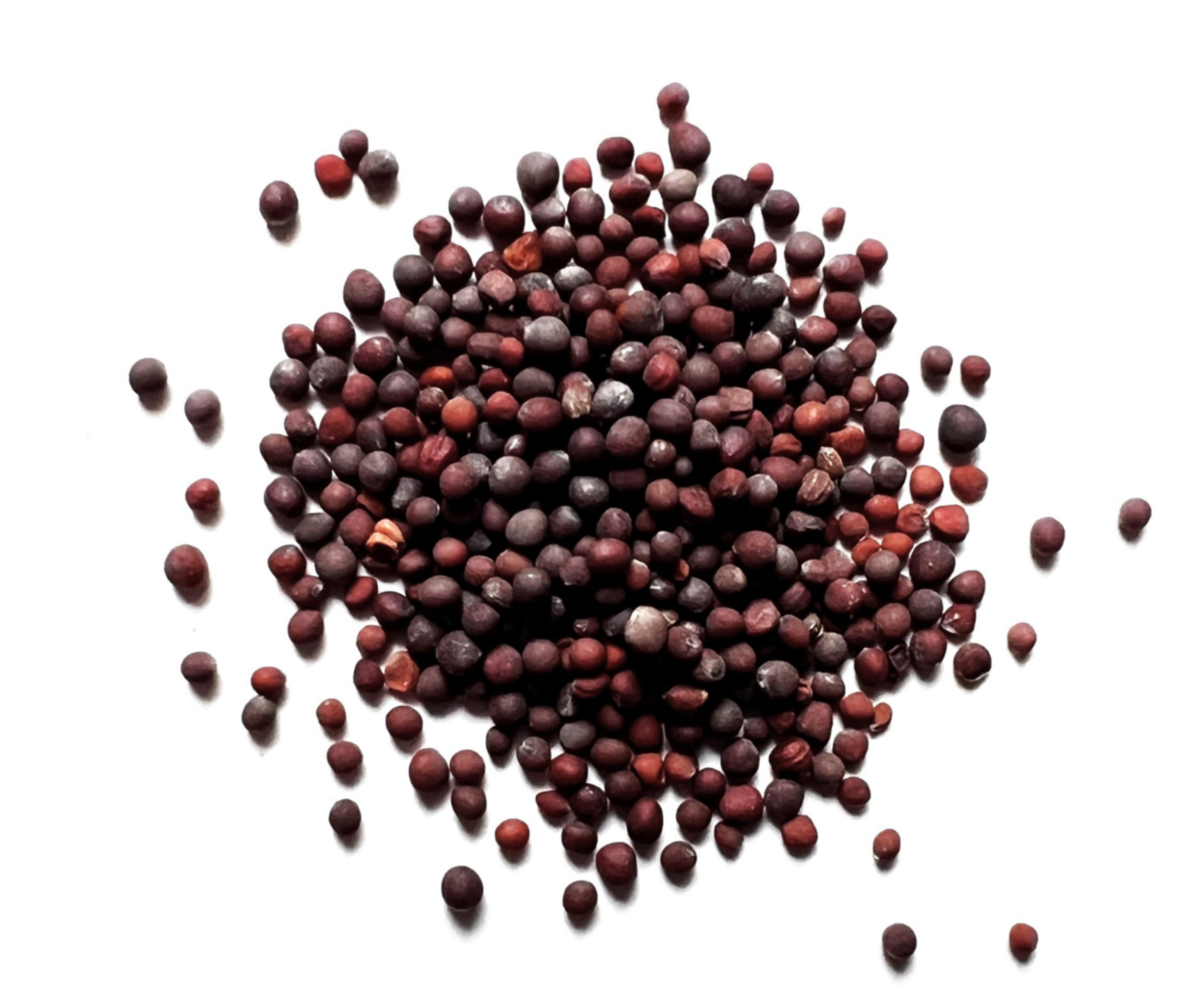 Bindu Black Mustard Seeds
