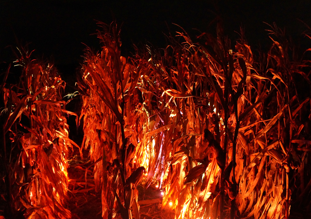 Cornfield on Fire.jpg