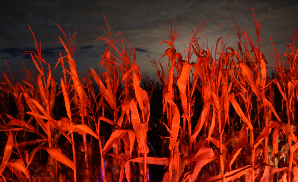 Orange Corn Stalks.jpg
