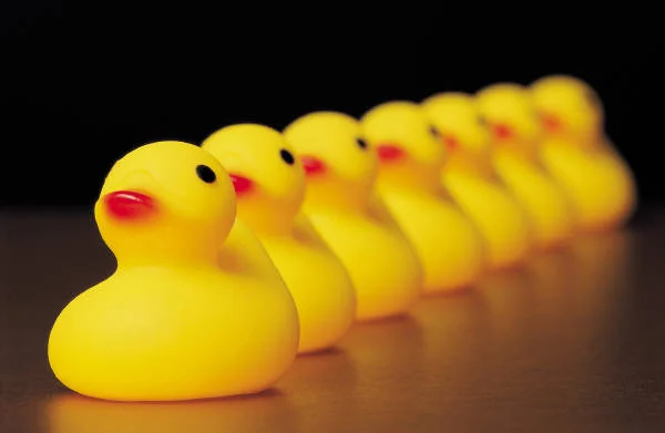 ducks_in_a_row.jpg
