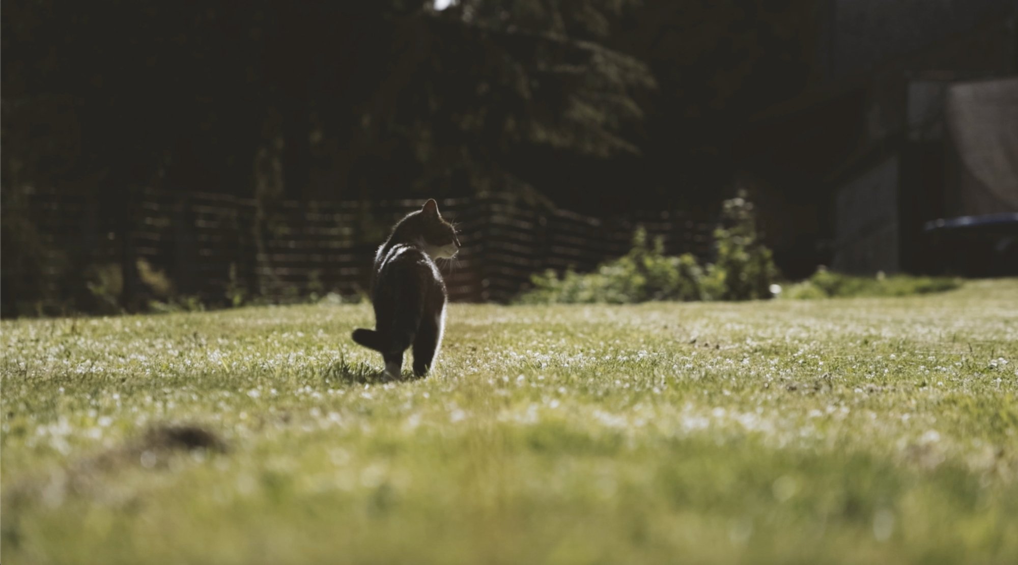 Camera Test: Cat Video