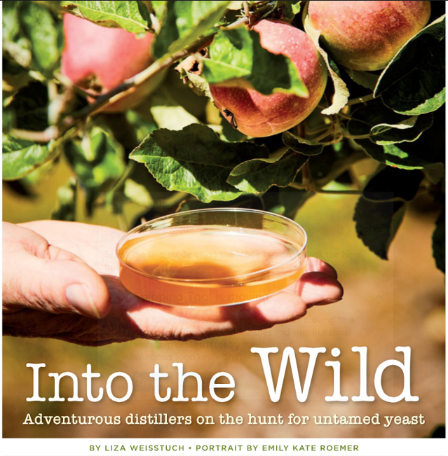 Whisky Advocate magazine feature titled Into the Wild featuring Chambers Bay Distillery wild yeast harvesting at Curran Apple Orchard.