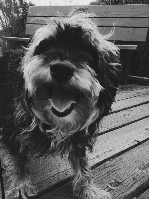 Taking Scruffy on a Walk