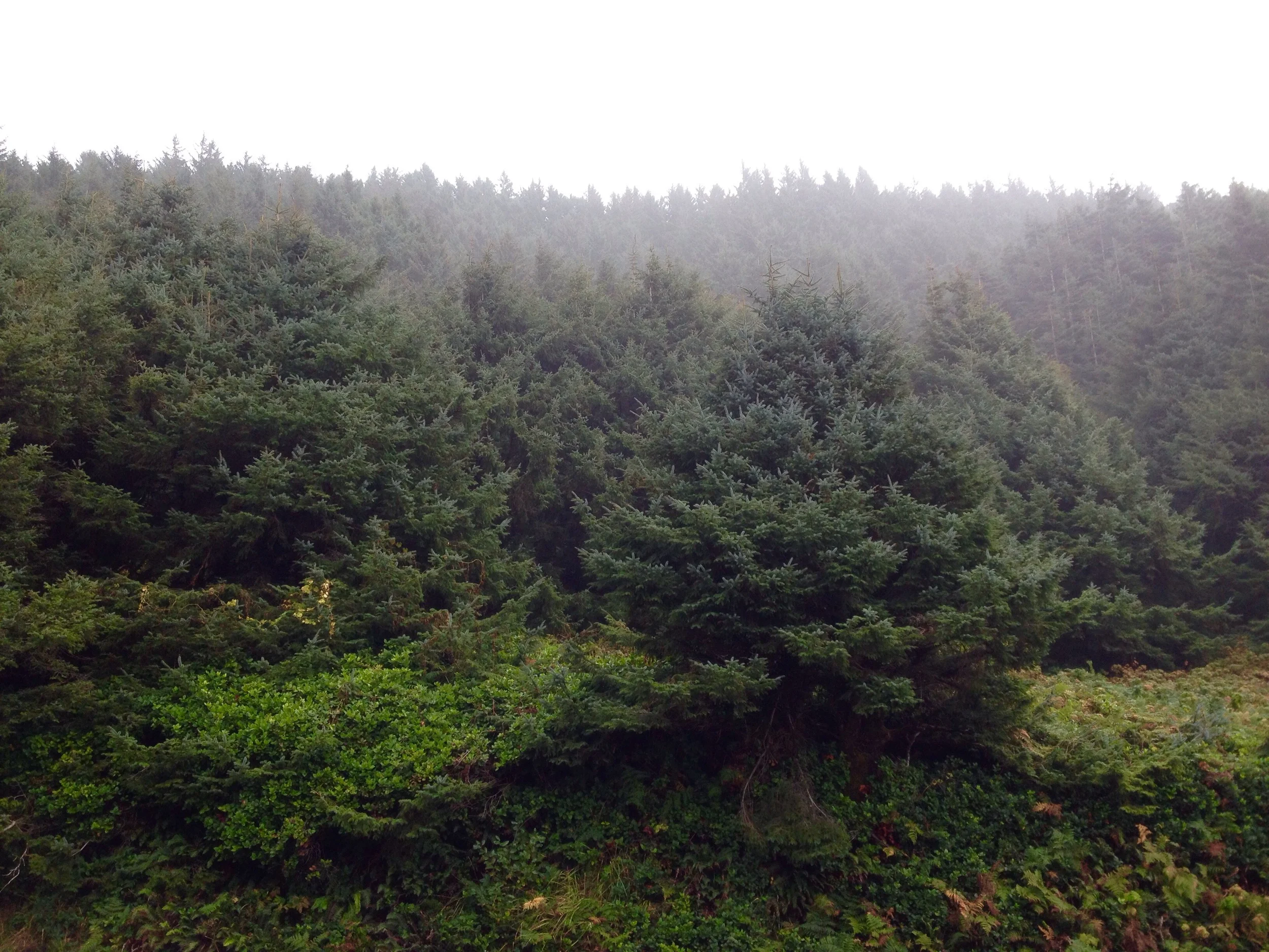 Christmas Trees!