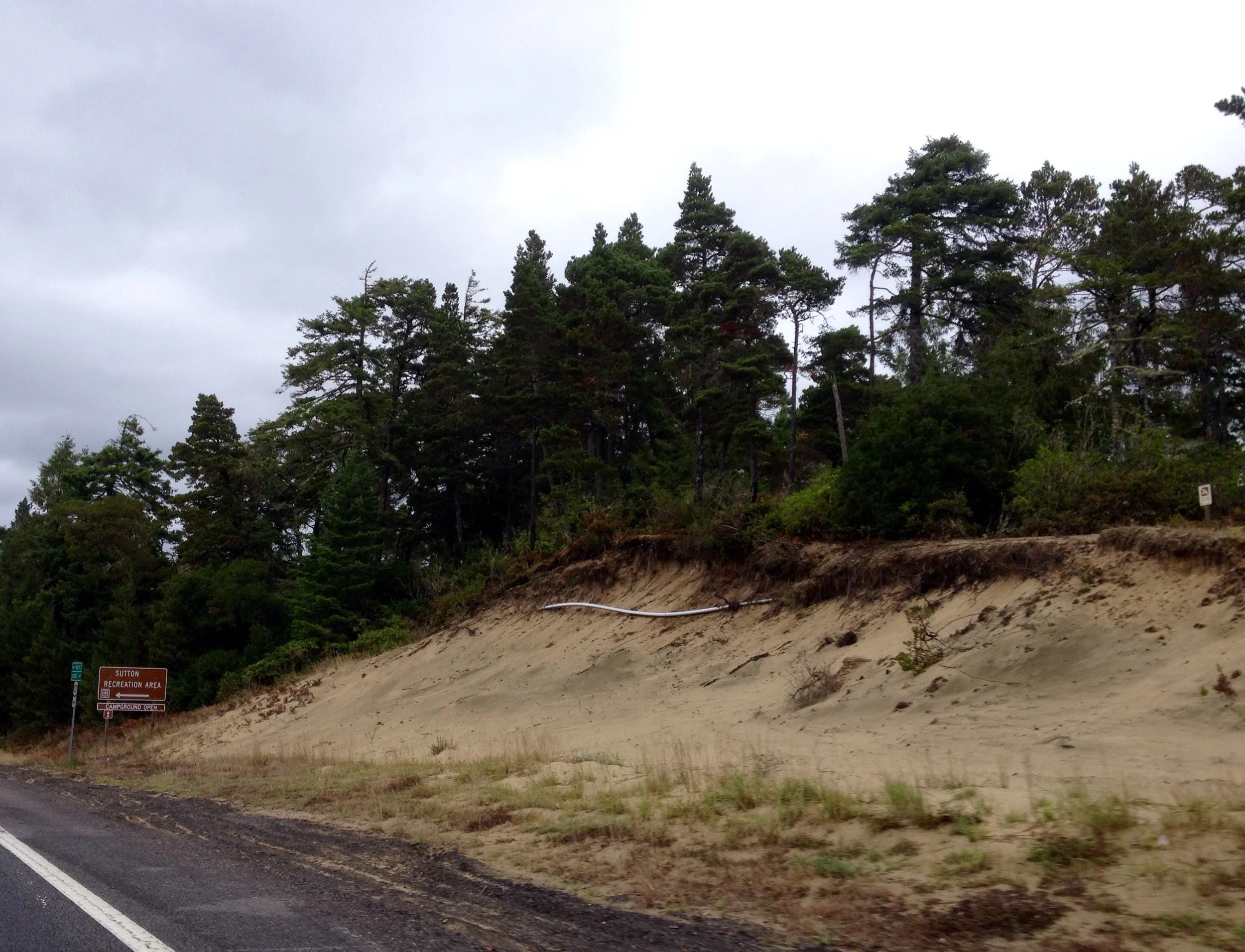 Sand Dunes Pines