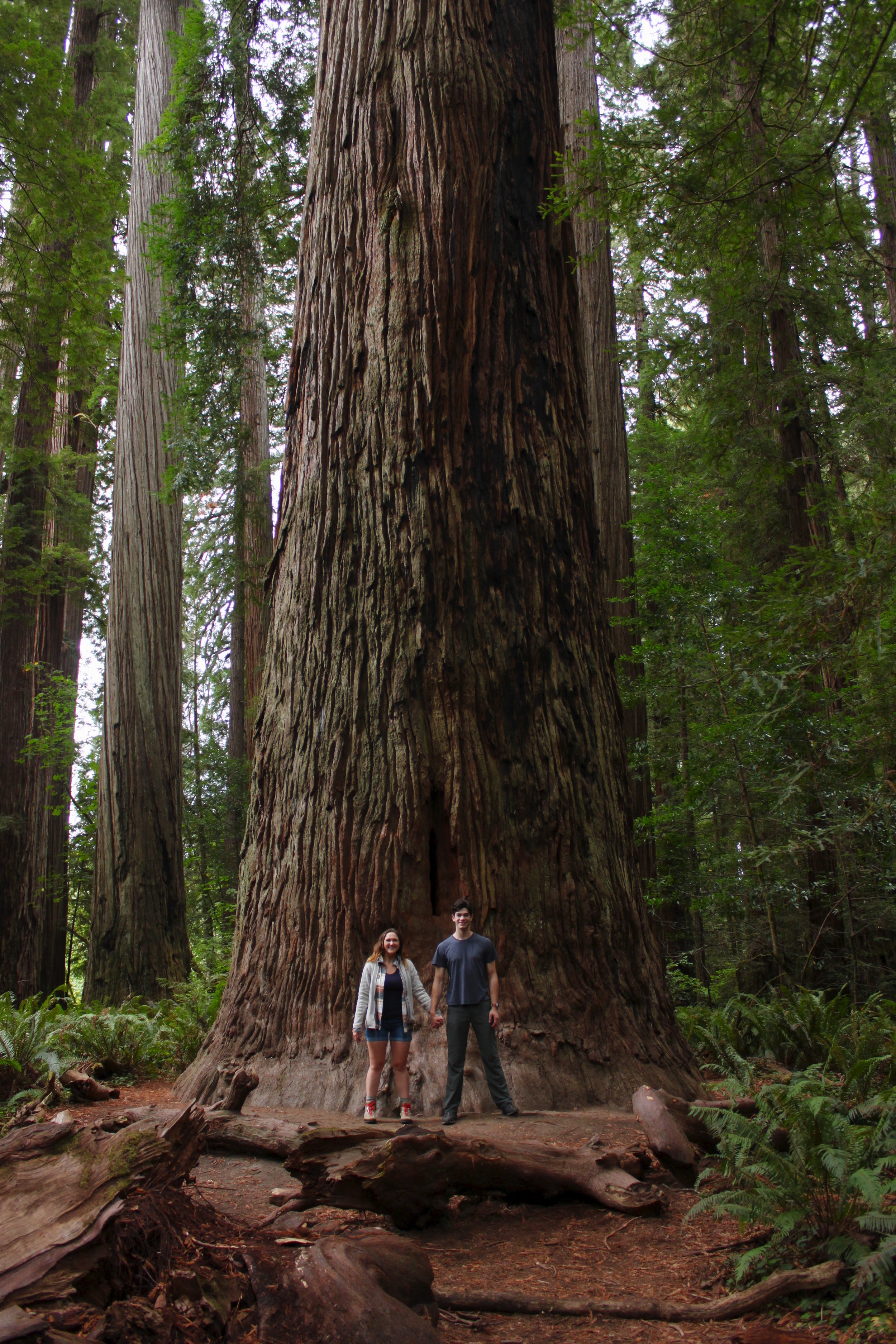 The Biggest Tree in Stout Grove