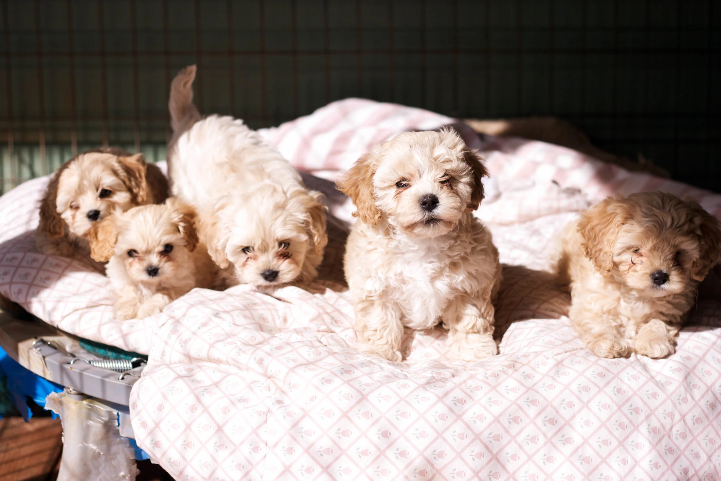 L to R: Rori, Dean, Luke, Michel, Kirk