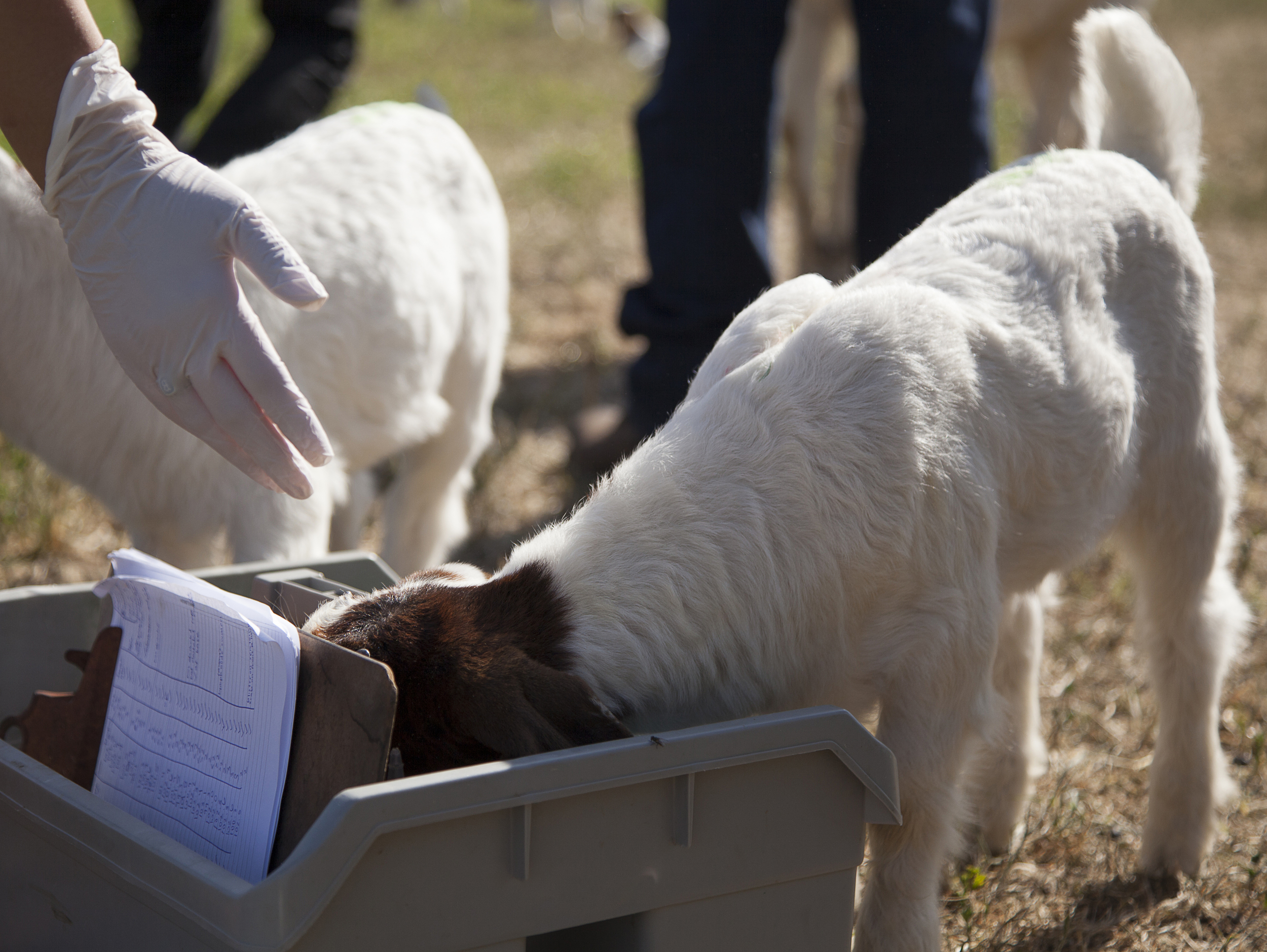  A baby goat goes through a medical tote during a routine physical exam at the Pierce farm on Friday, March 20, 2015. Woodland Hills, Calif.  Read the full story&nbsp; here  