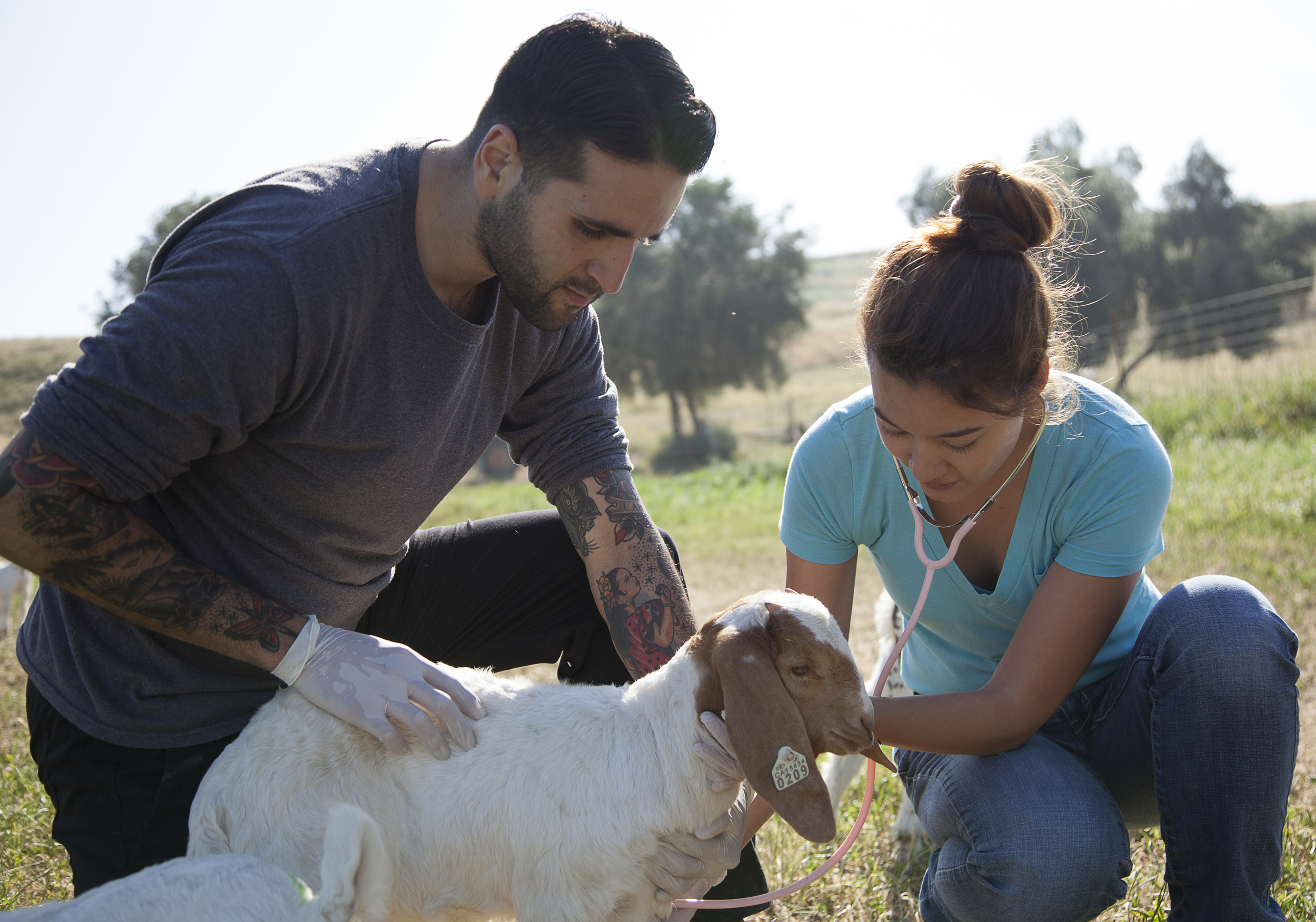 Ben Singh keeps a baby goat steady while Yuri Foreman checks its heartbeat during a physical exam at the Pierce farm on Friday, March 20, 2015. Woodland Hills, Calif.  Read the full story&nbsp; here  