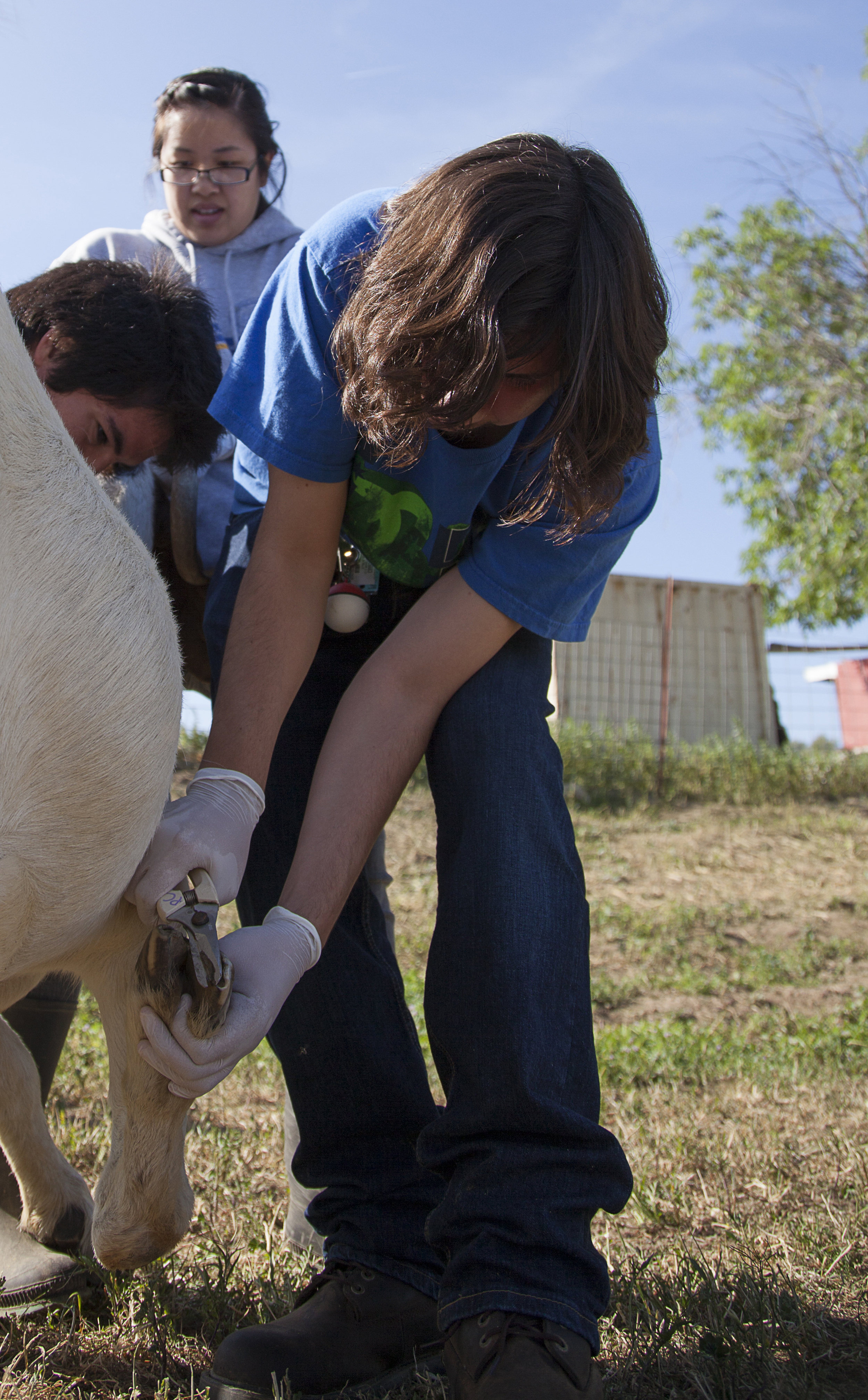  Pre-vet major Ivan Barraza clips and trims the hoof of Flag, the goat, during a routine physical examination at the Pierce farm on Friday, March 20, 2015. Woodland Hills, Calif.  Read the full story&nbsp; here  