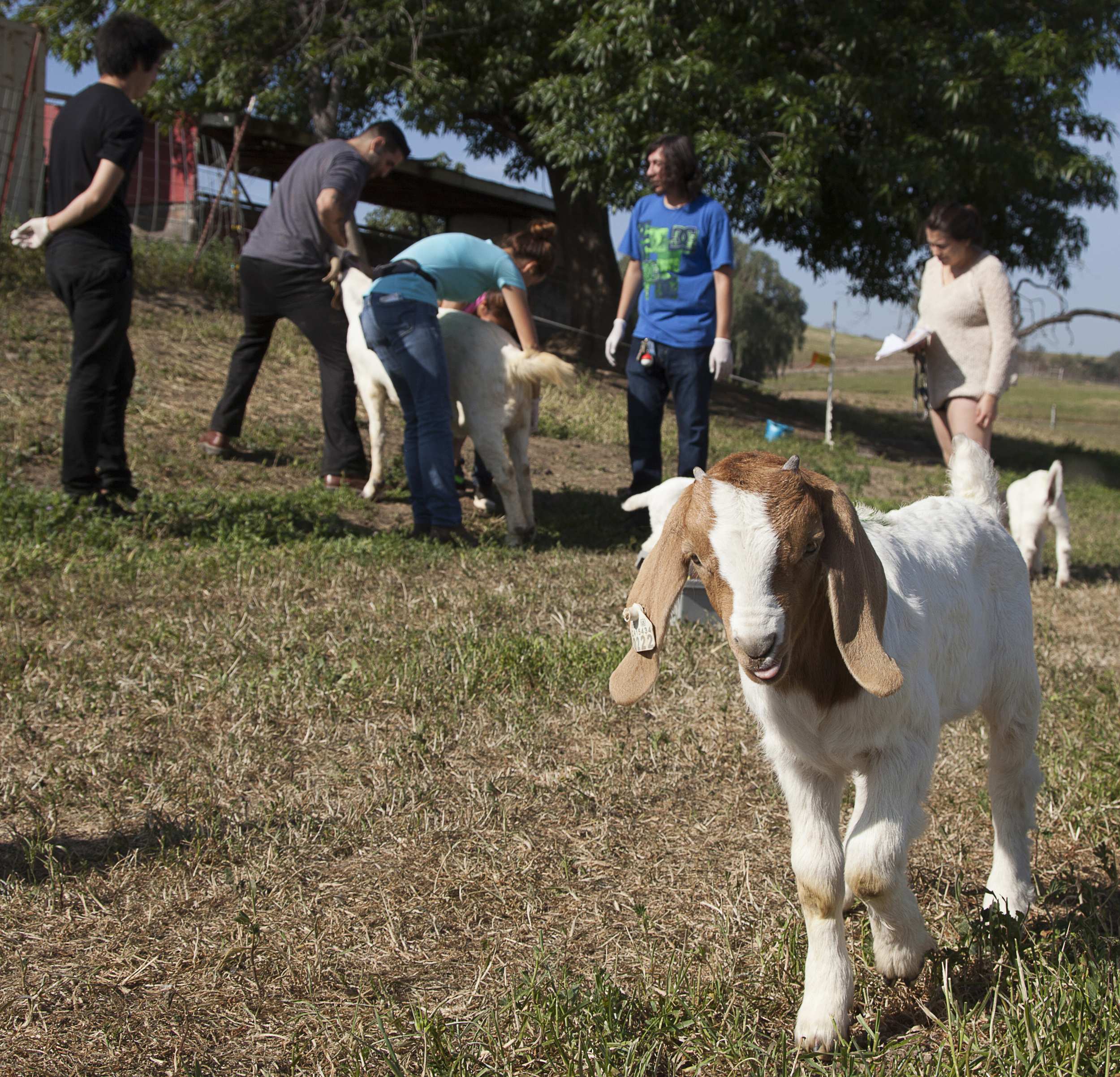  Goats are free to roam and pasture at the Pierce farm while students perform routine examinations in the background on Friday, March 20, 2015. The animals are all rounded up around 7pm and put into their pens to protect them from coyotes.  Read the 
