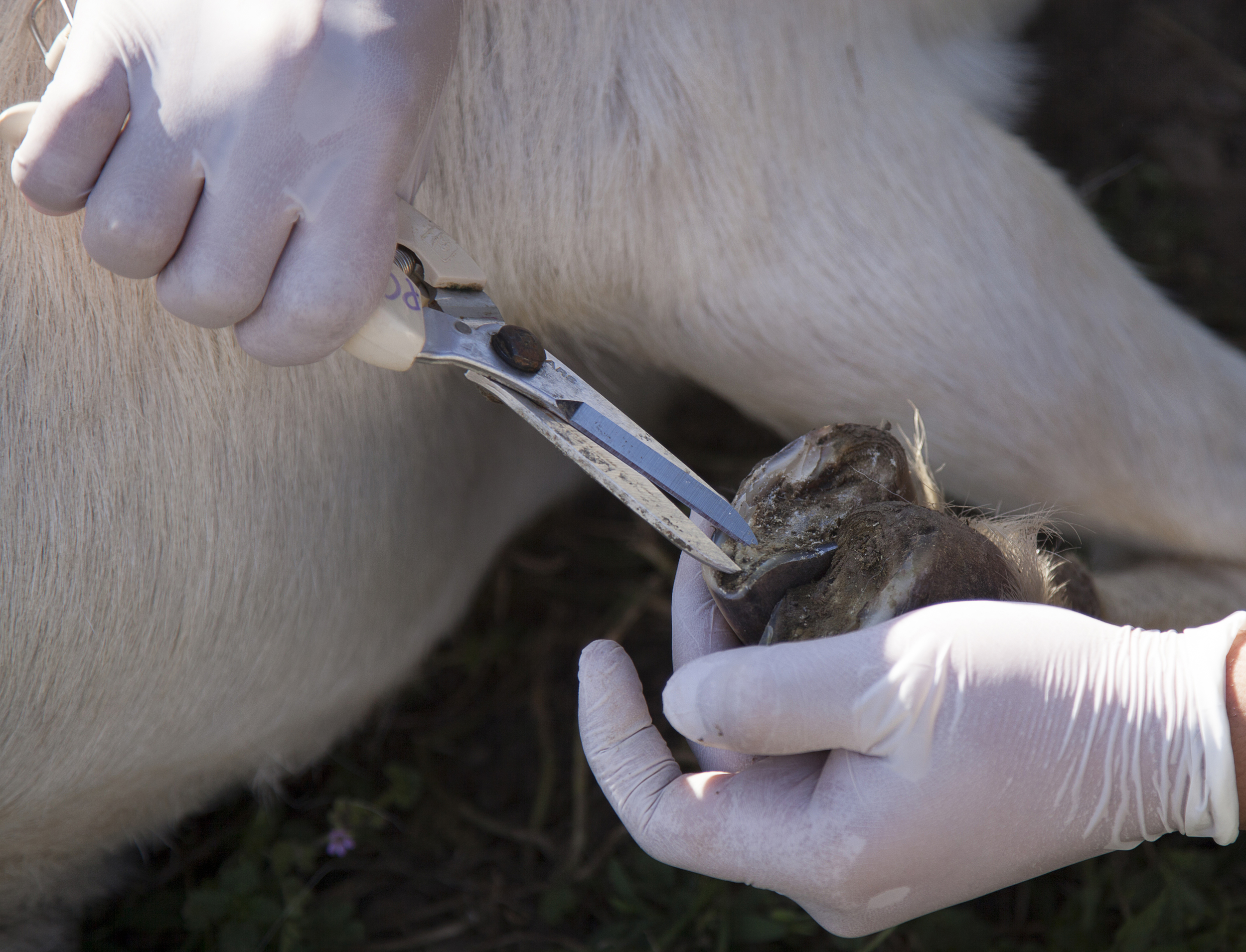  A goat's hoof is trimmed during a routine physical examination on Friday, March 20, 2015 at the Pierce farm. Woodland Hills, Calif.  Read the full story&nbsp; here  