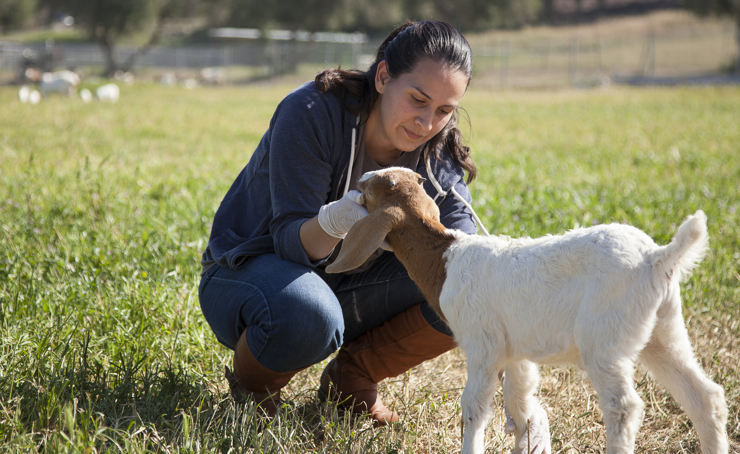  Georgina Martinez checks the ears of a baby goat at the Pierce farm on Friday, March 20, 2015. Woodland Hills, Calif.  Read the full story&nbsp; here  