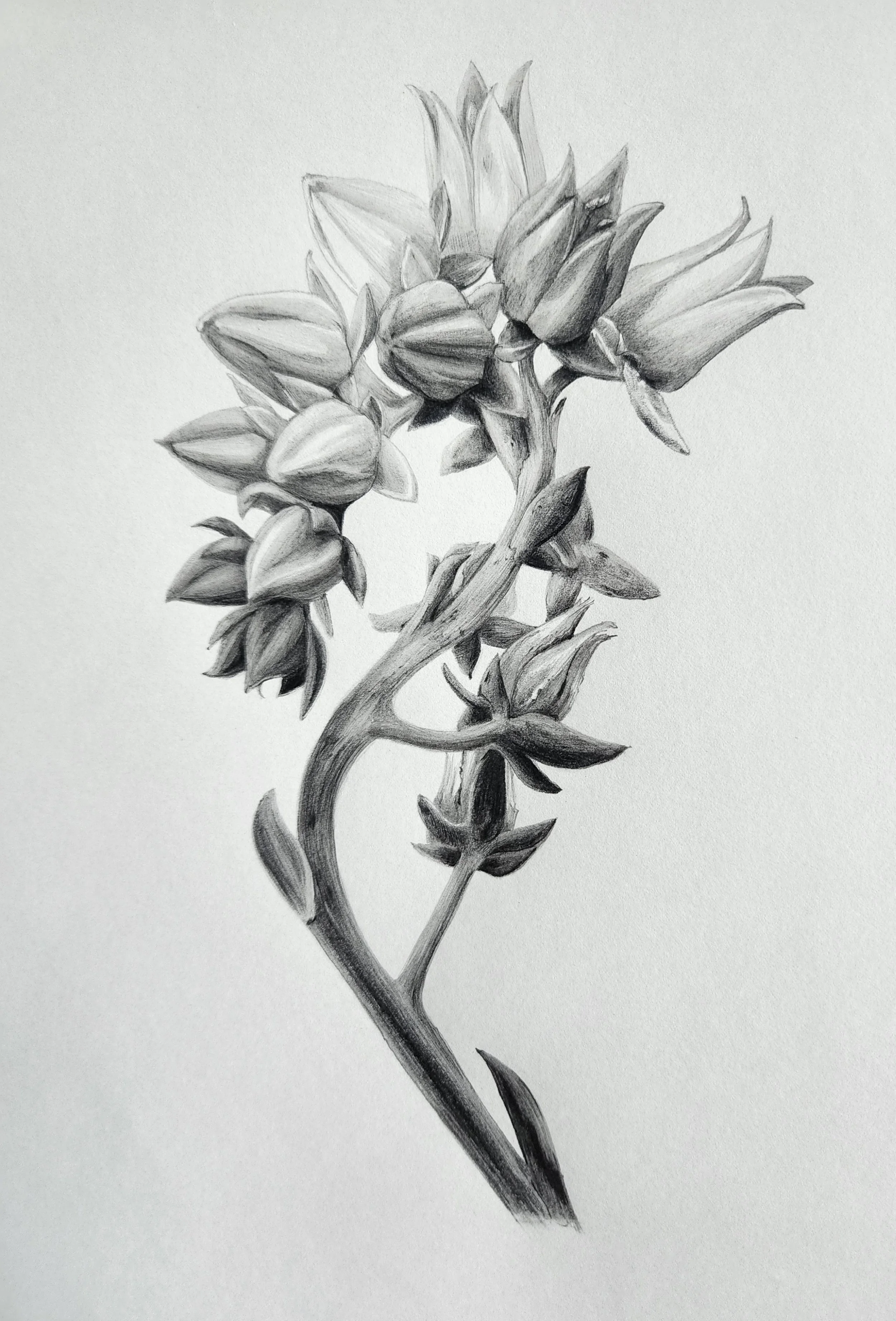 echeveria bloom_graphite.jpg