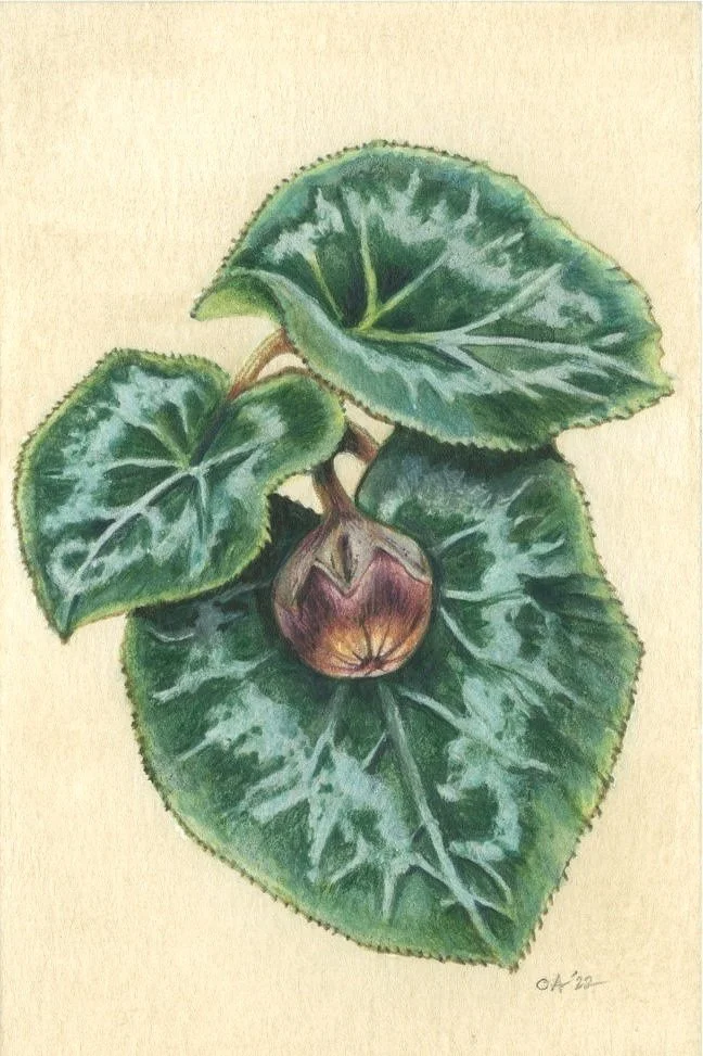 cyclamen%2Bpod_429_4x6%2B%2528Medium%2529.jpg
