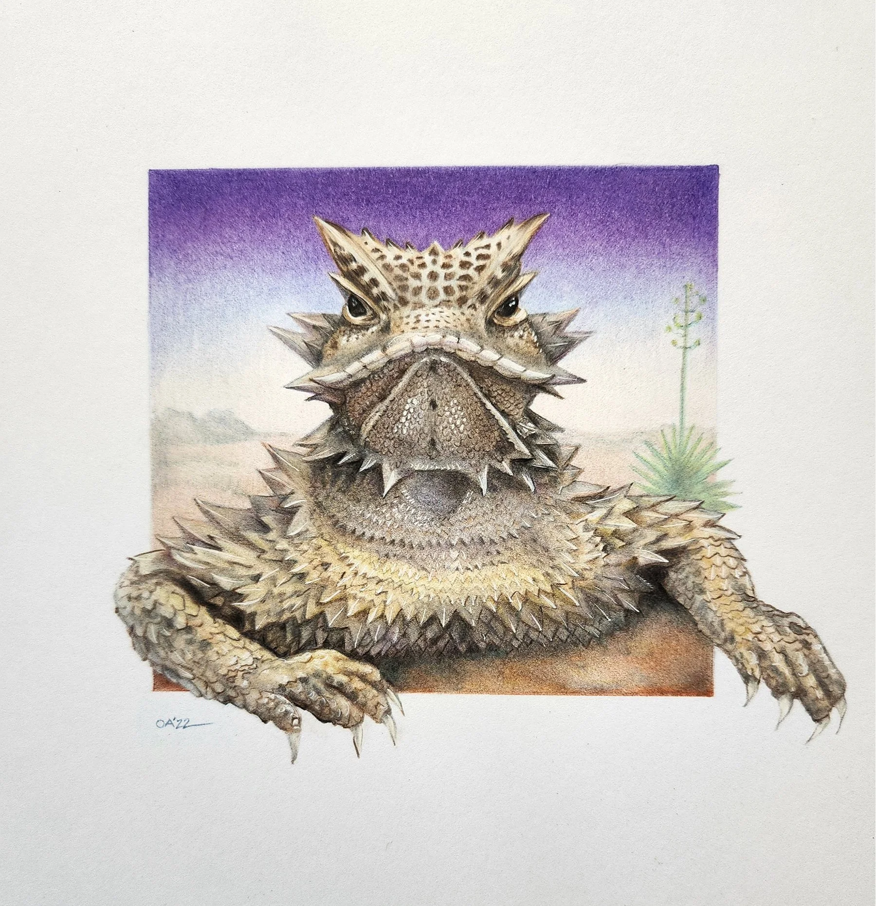 texas horned lizard