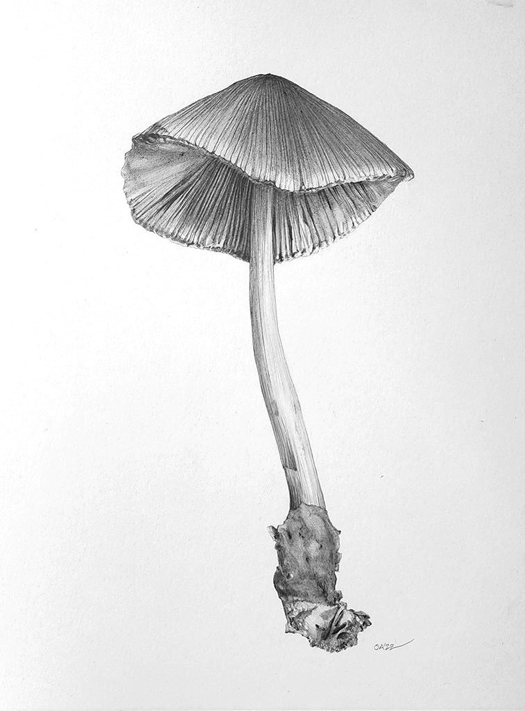 Volvariella+taylorii+mushroom.jpg
