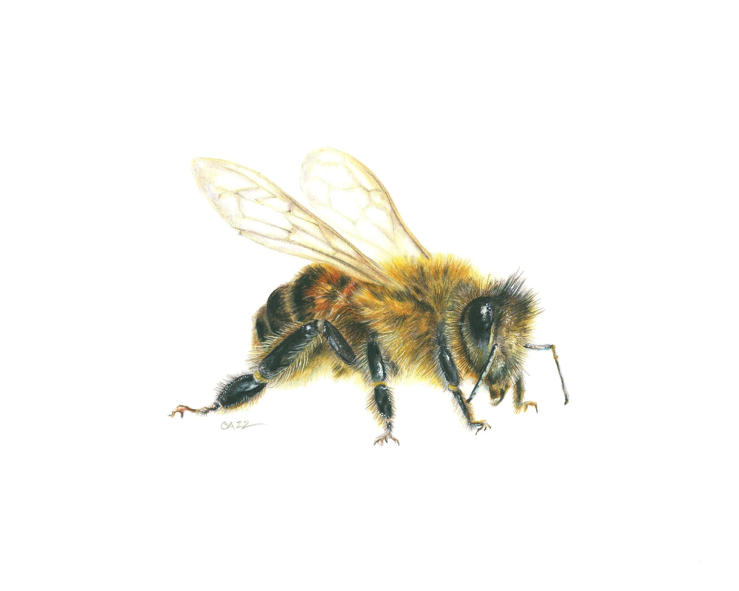 Bee_422_8x10.jpg