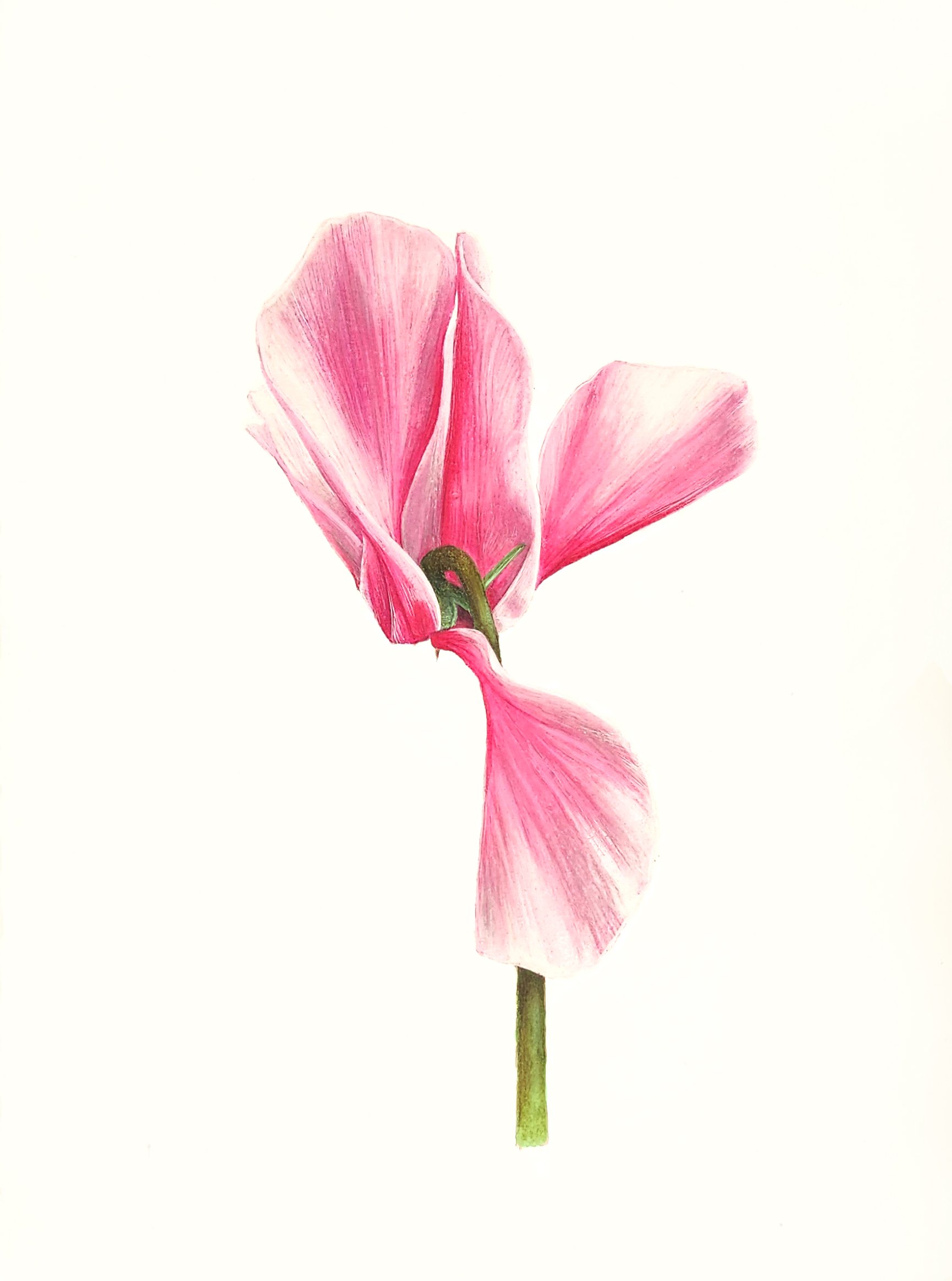 cyclamen sketches