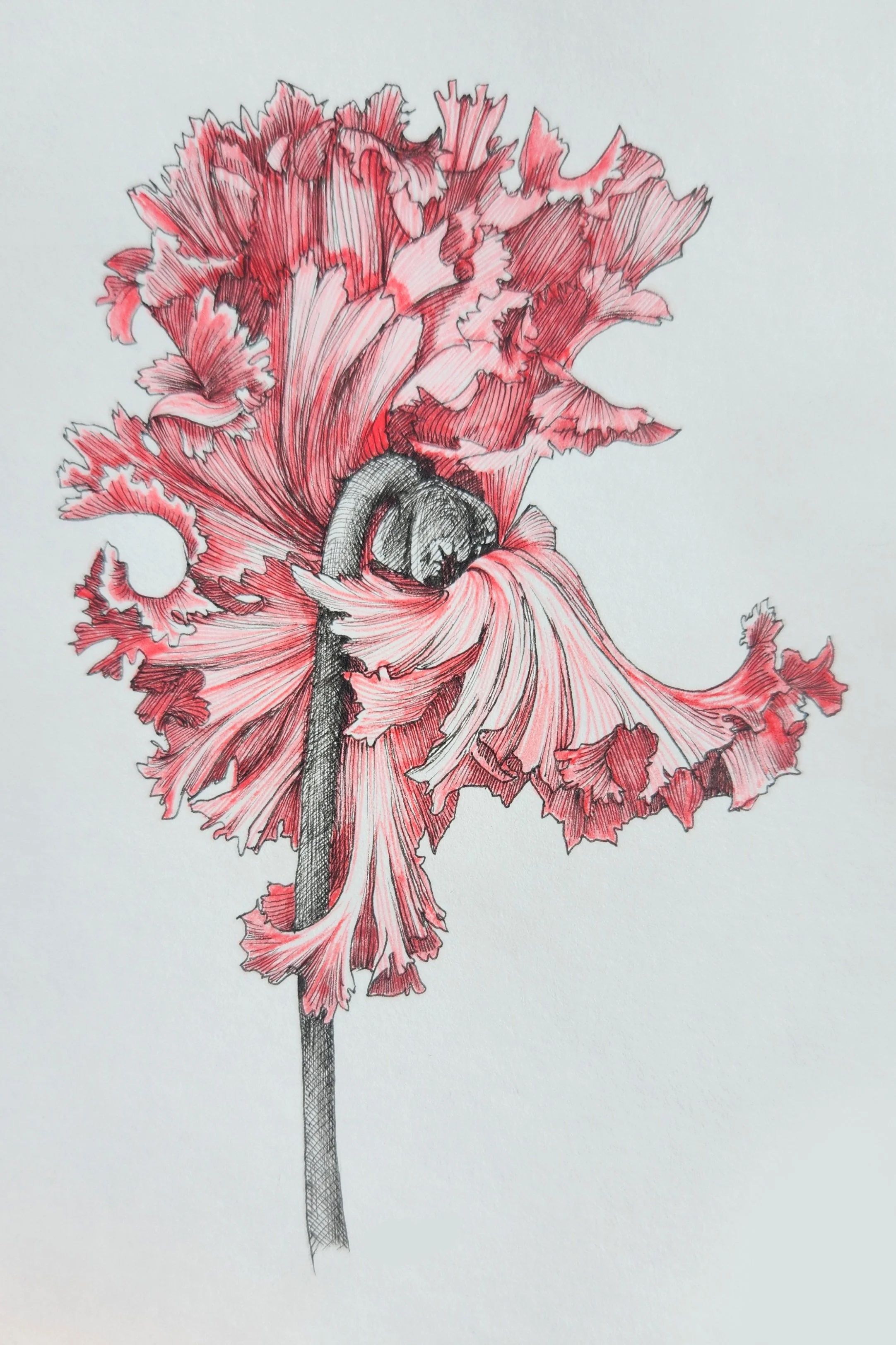 Cyclamen 1.jpg