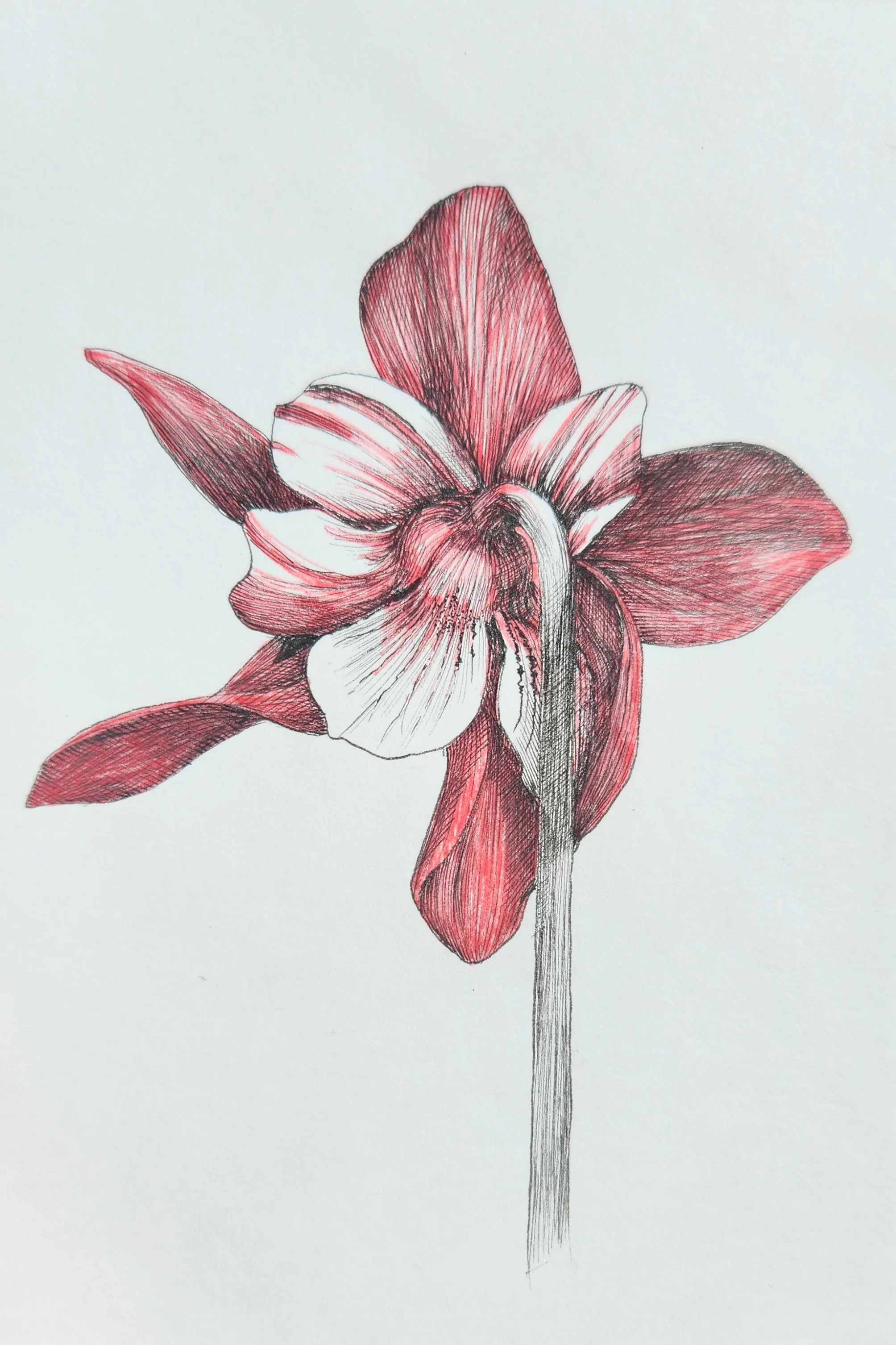 Cyclamen 2.jpg