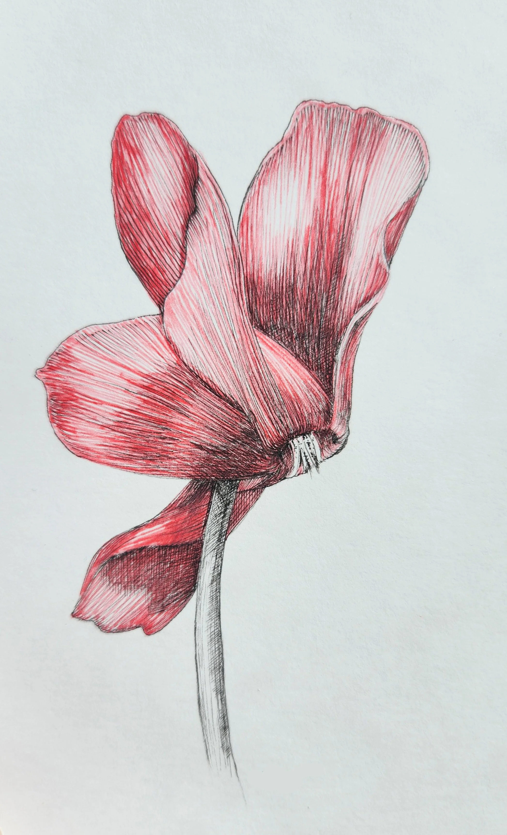 Cyclamen 3.jpg