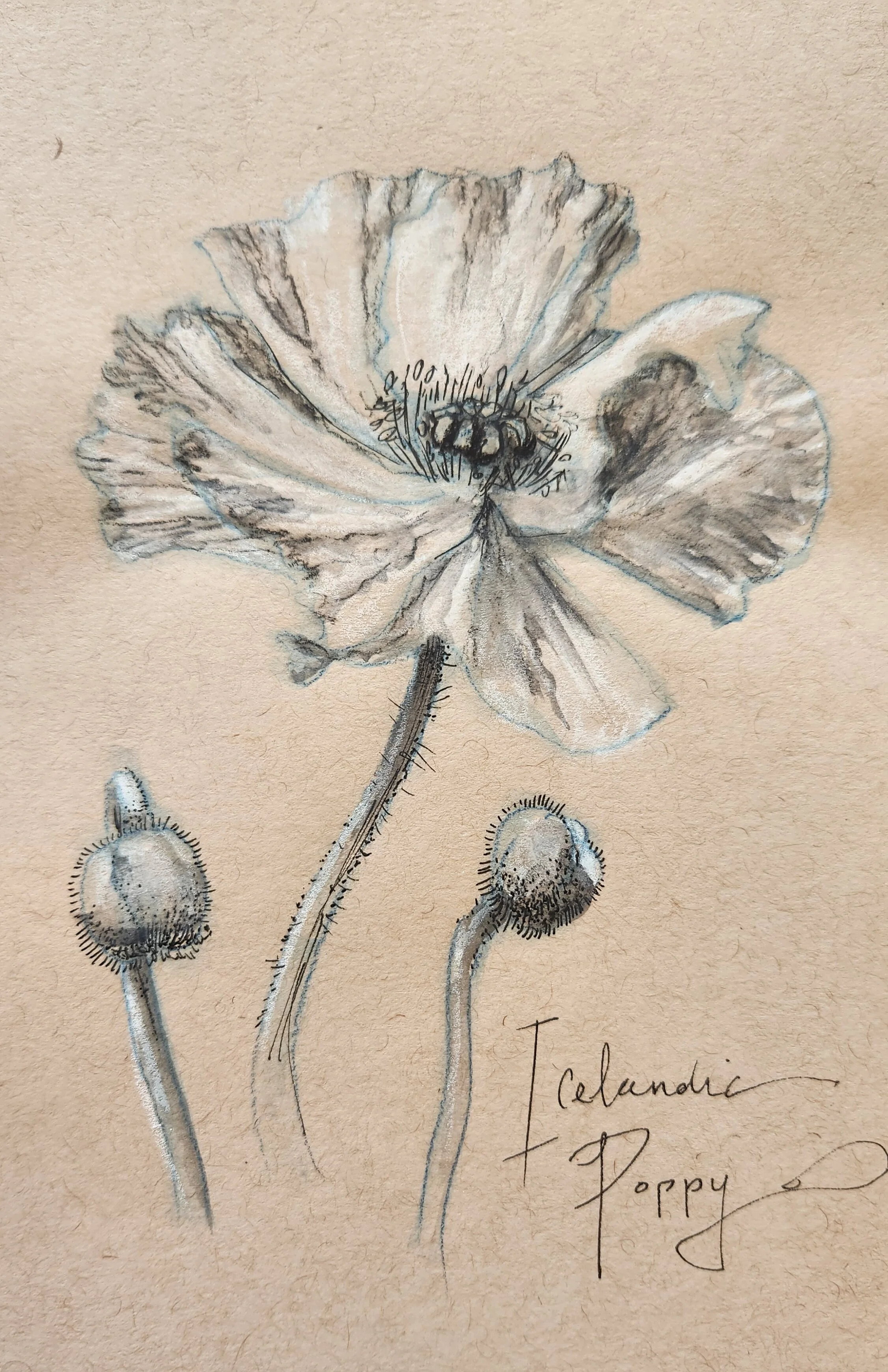 Poppy.jpeg