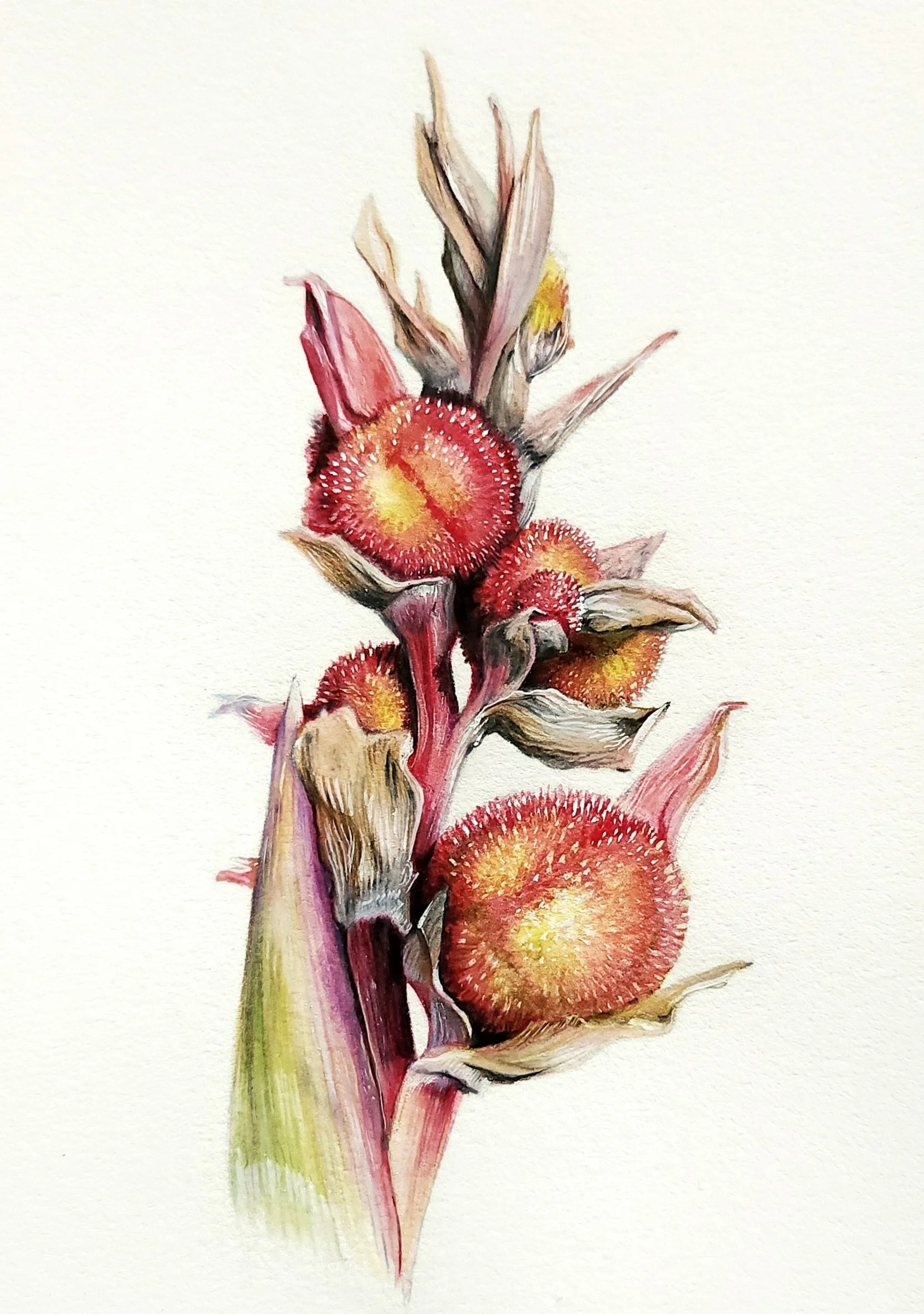 canna lily pods