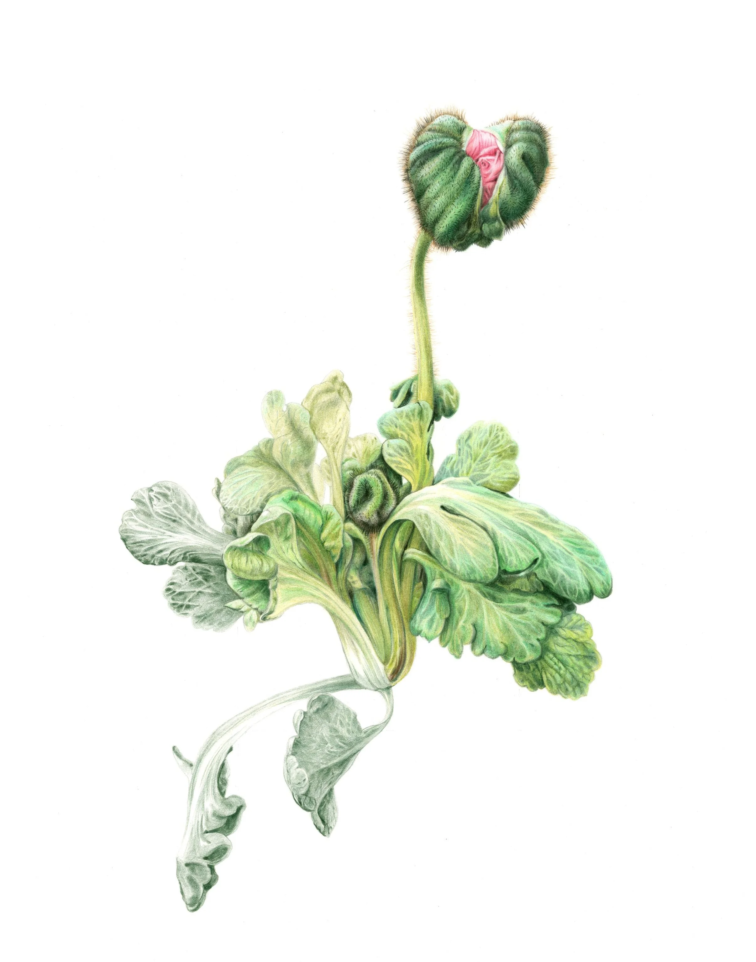 Arseniev_PeonyBud.jpg