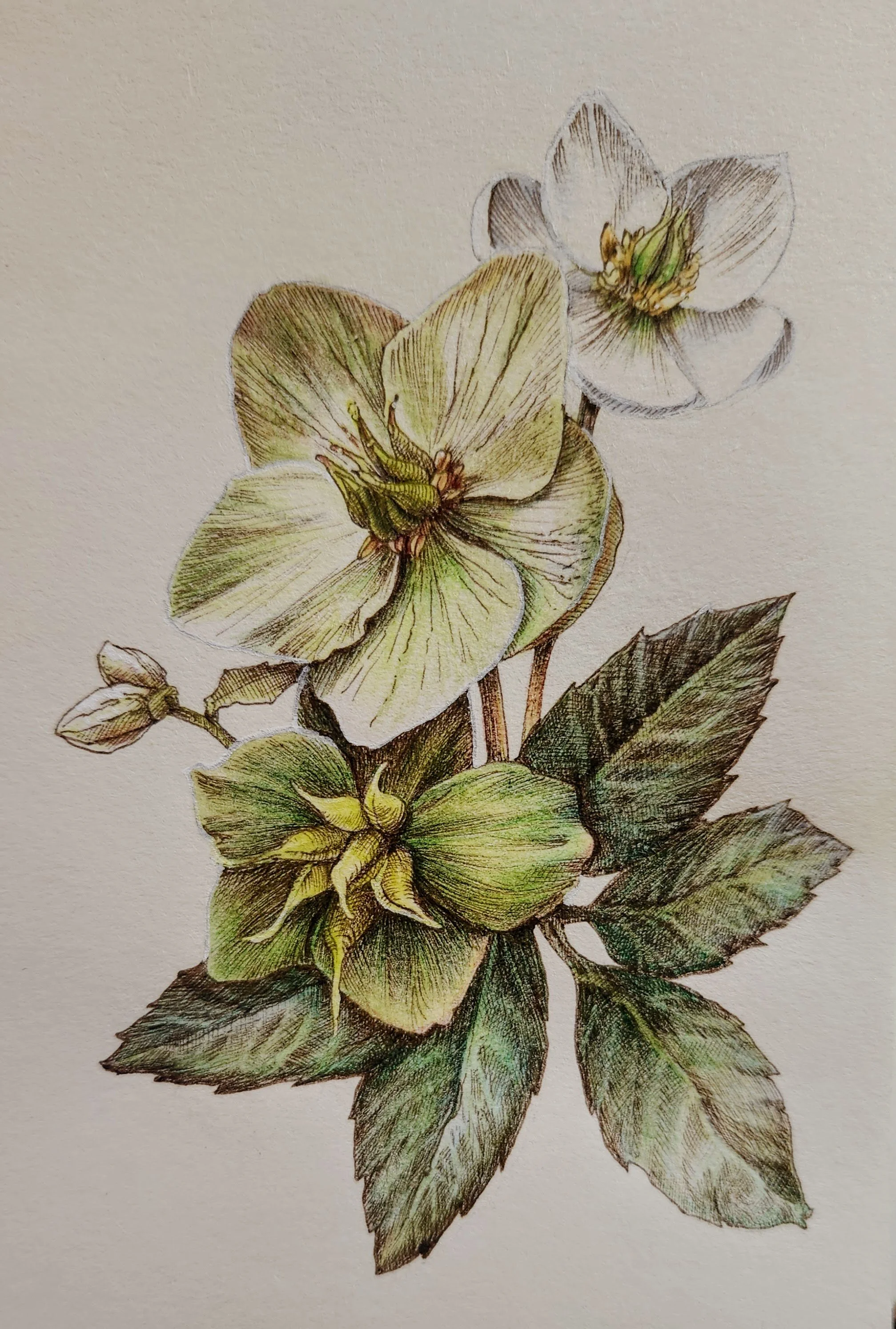 White Helleborus.jpeg