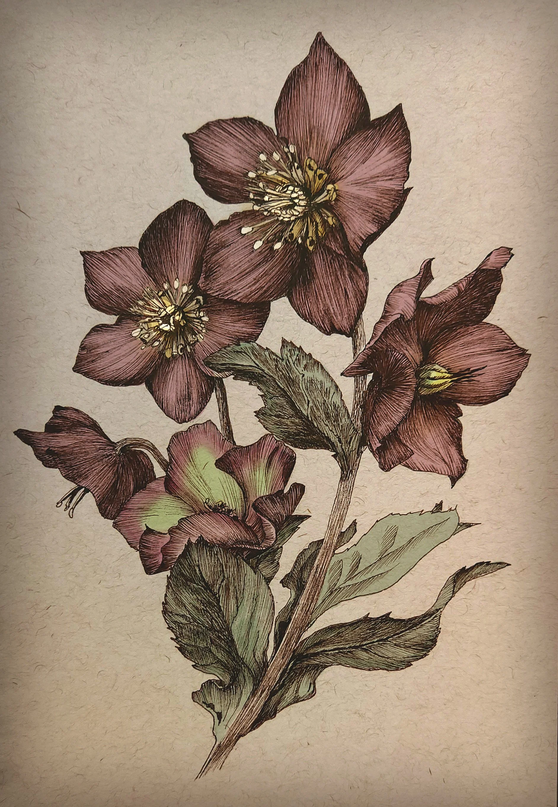 Helleborus+Early+Red.jpg