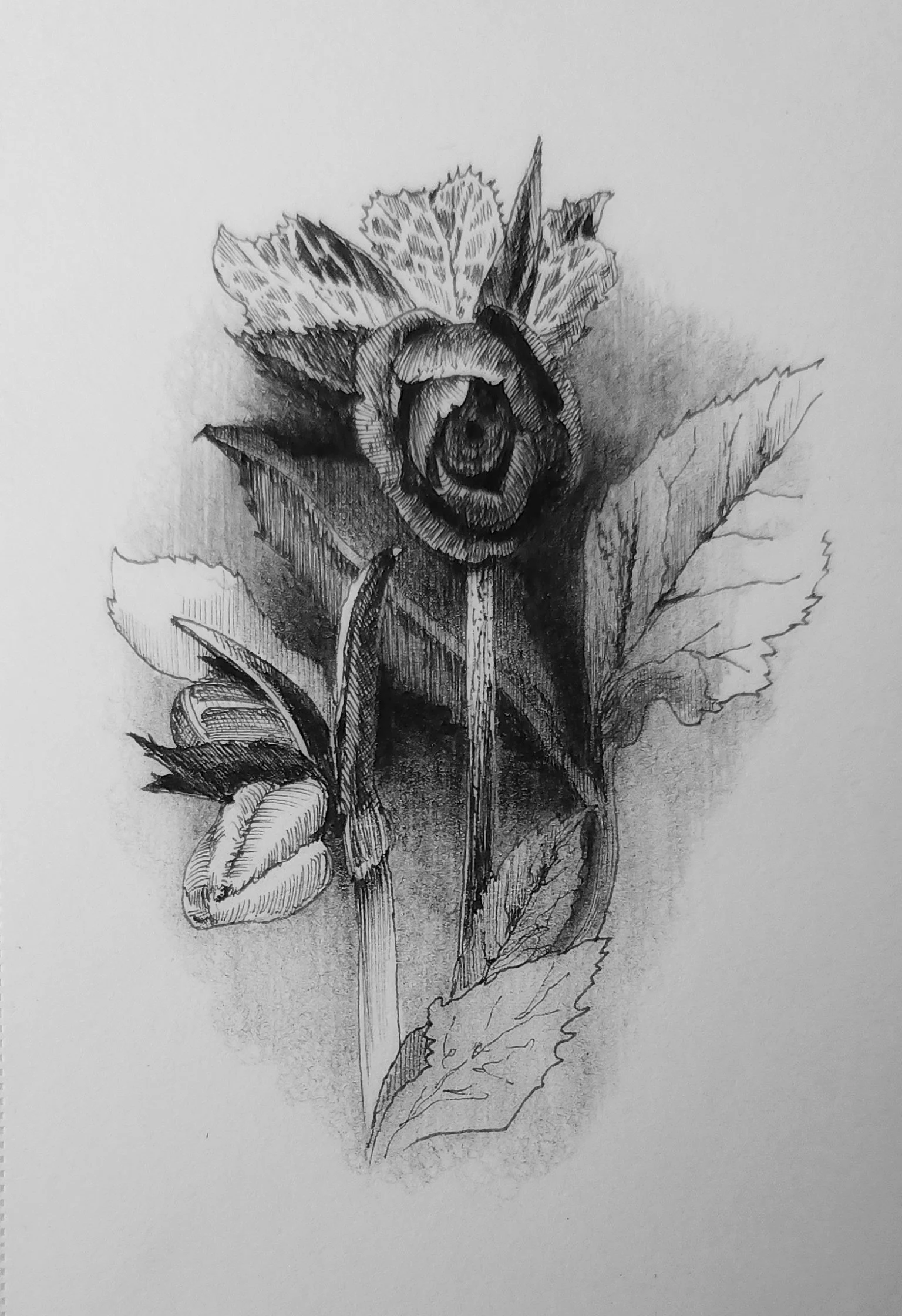 Helleborus Eye.jpeg