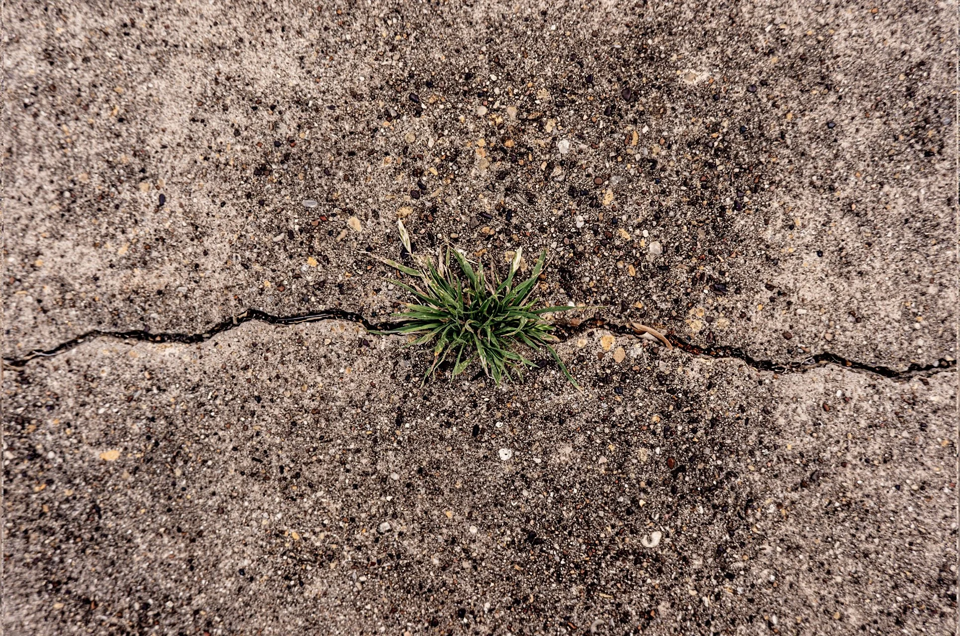 plant 5.jpg