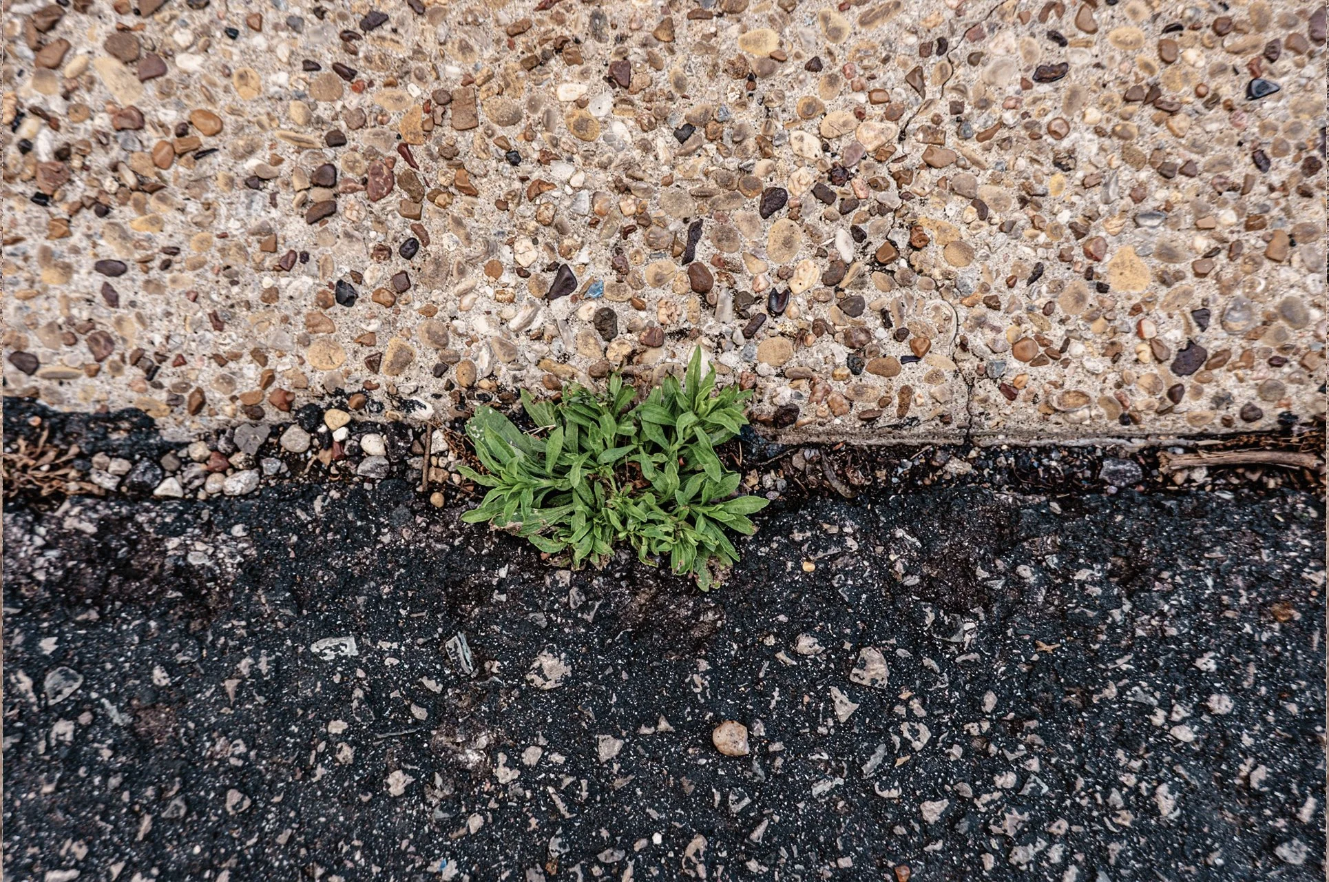 plant 8.jpg
