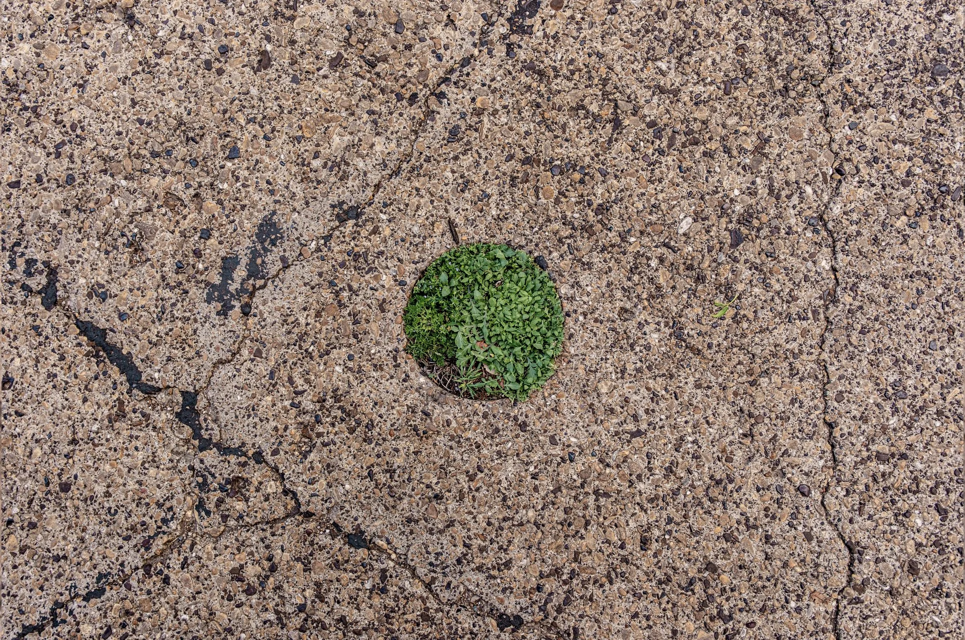 plant 9.jpg